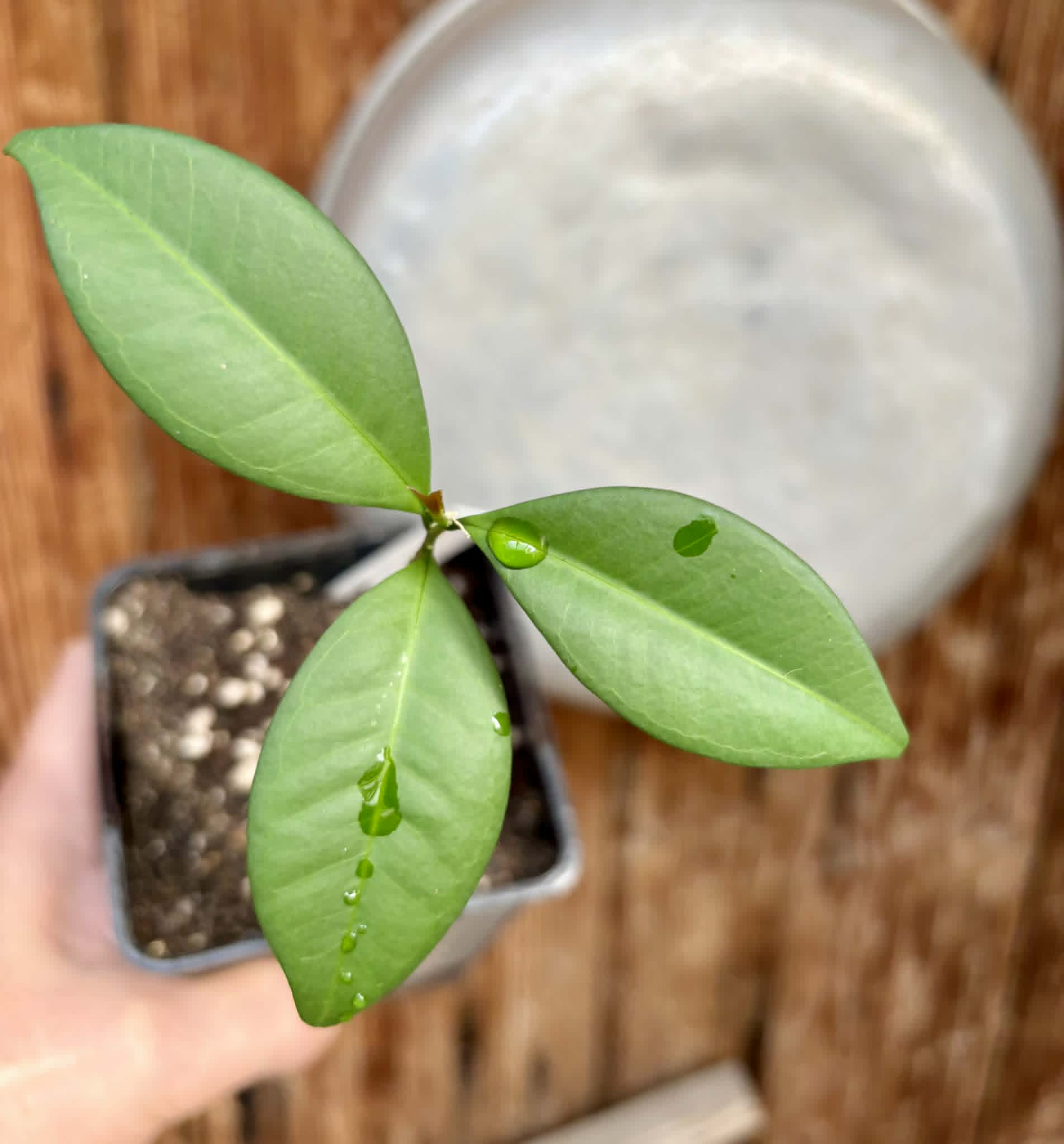 Eugenia sp Itayuba - 1 potted seedling / 1 getopfter Sämling