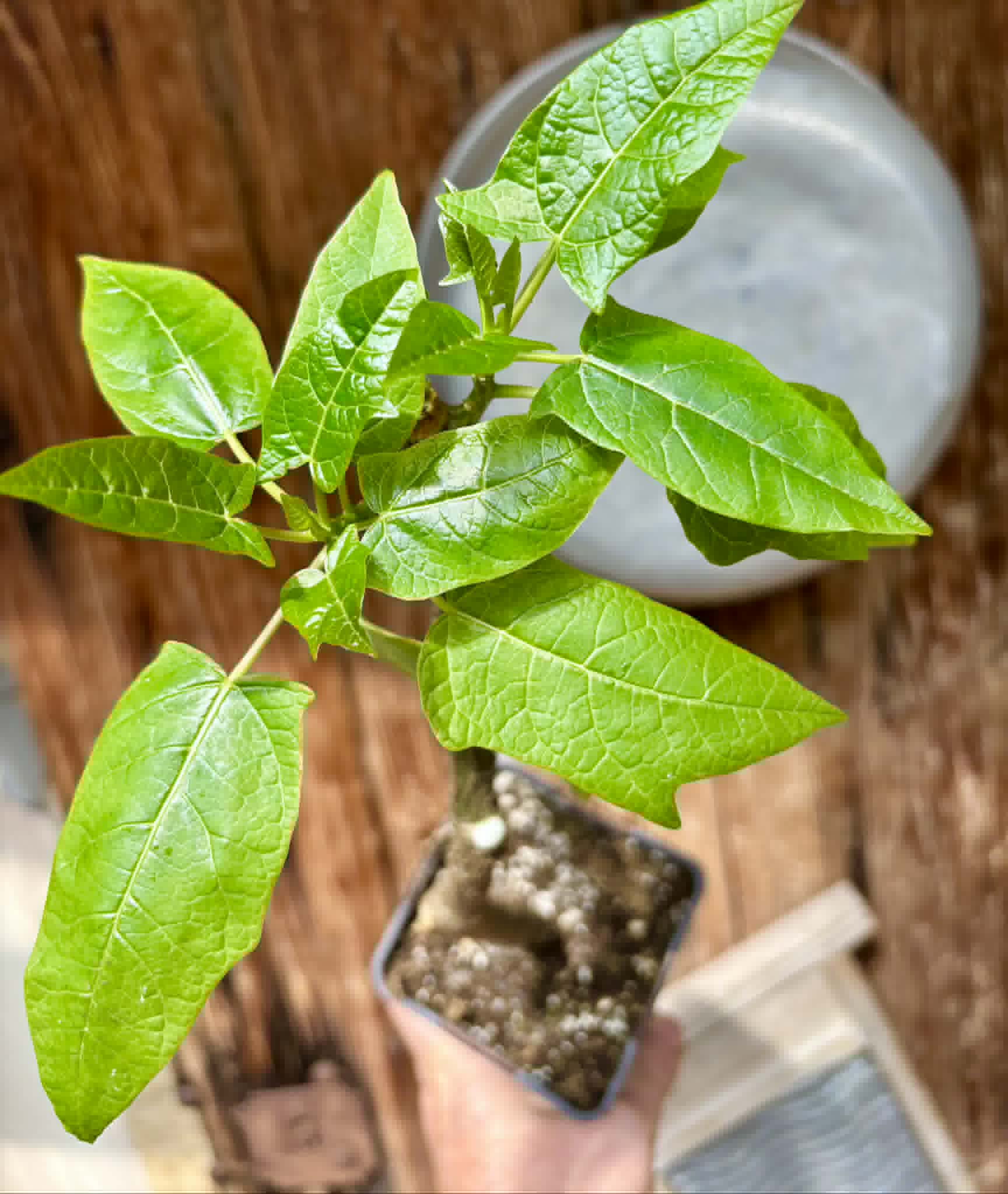 rooted cutting - Oak Leaf Papaya (Vasconcellea quercifolia) - 1 potted plant / 1 getopfte Pflanze