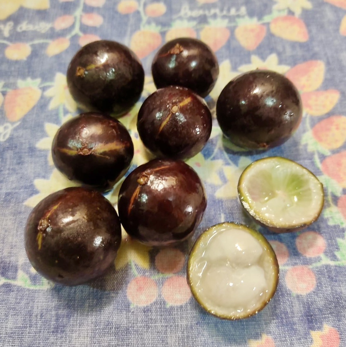 Plinia sp. Listrada - 1 fresh seed / 1 frischer Samen