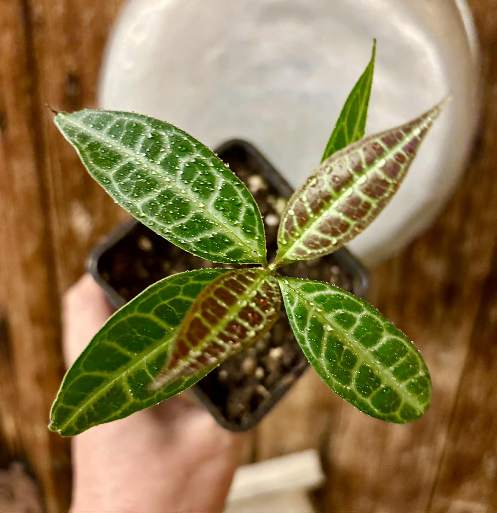 Eugenia sp Labisia -  1 potted seedling / 1 getopfter Sämling