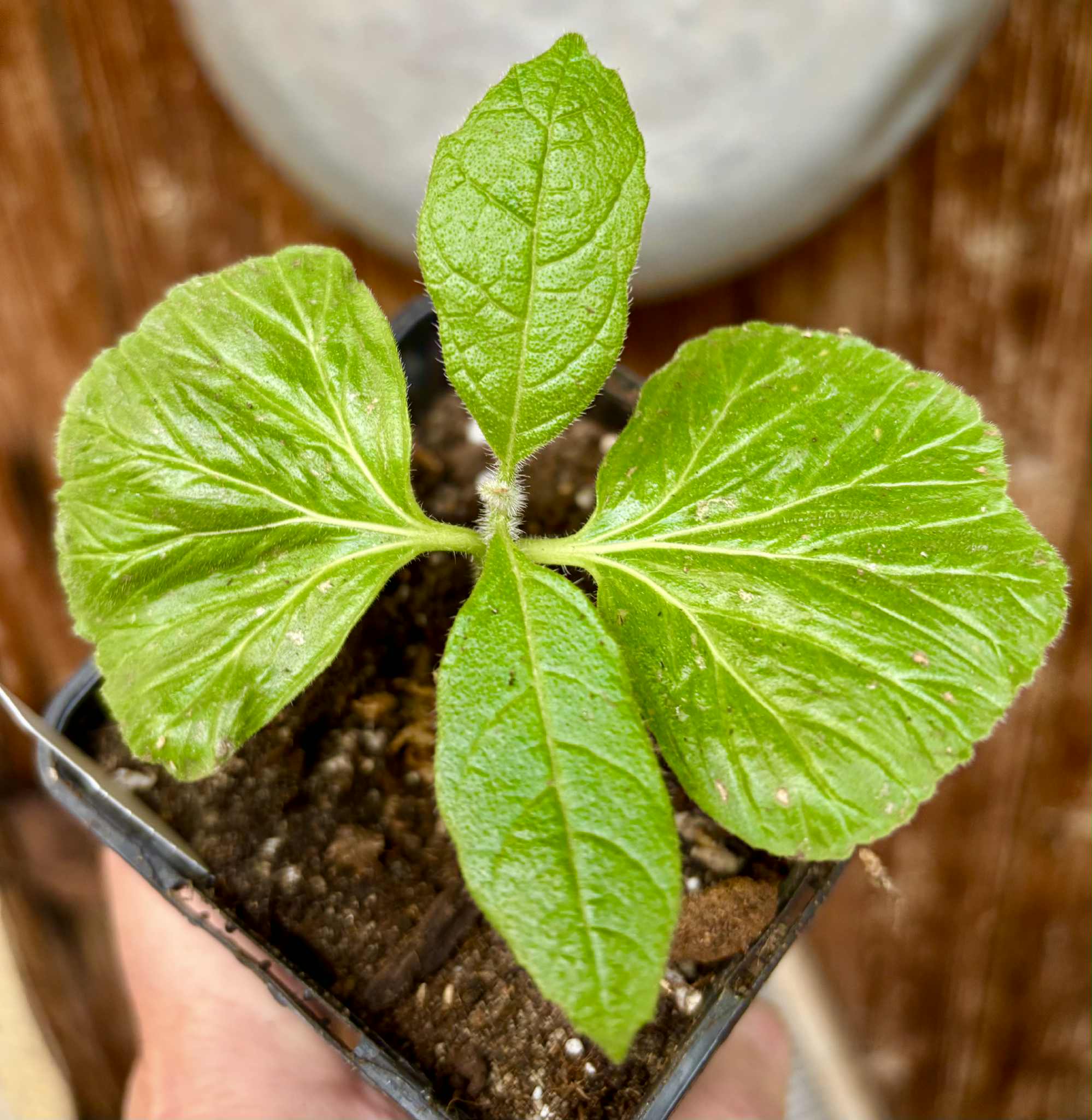 Zirikote (Cordia dodecandra) - 1 small potted seedling / 1 kleiner, getopfter Sämling