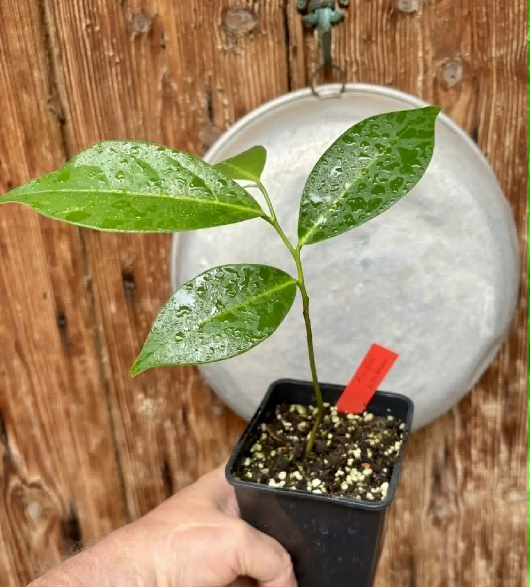 Annona montana - Mountain Soursop - 1 potted plant / 1 getopfte Pflanze