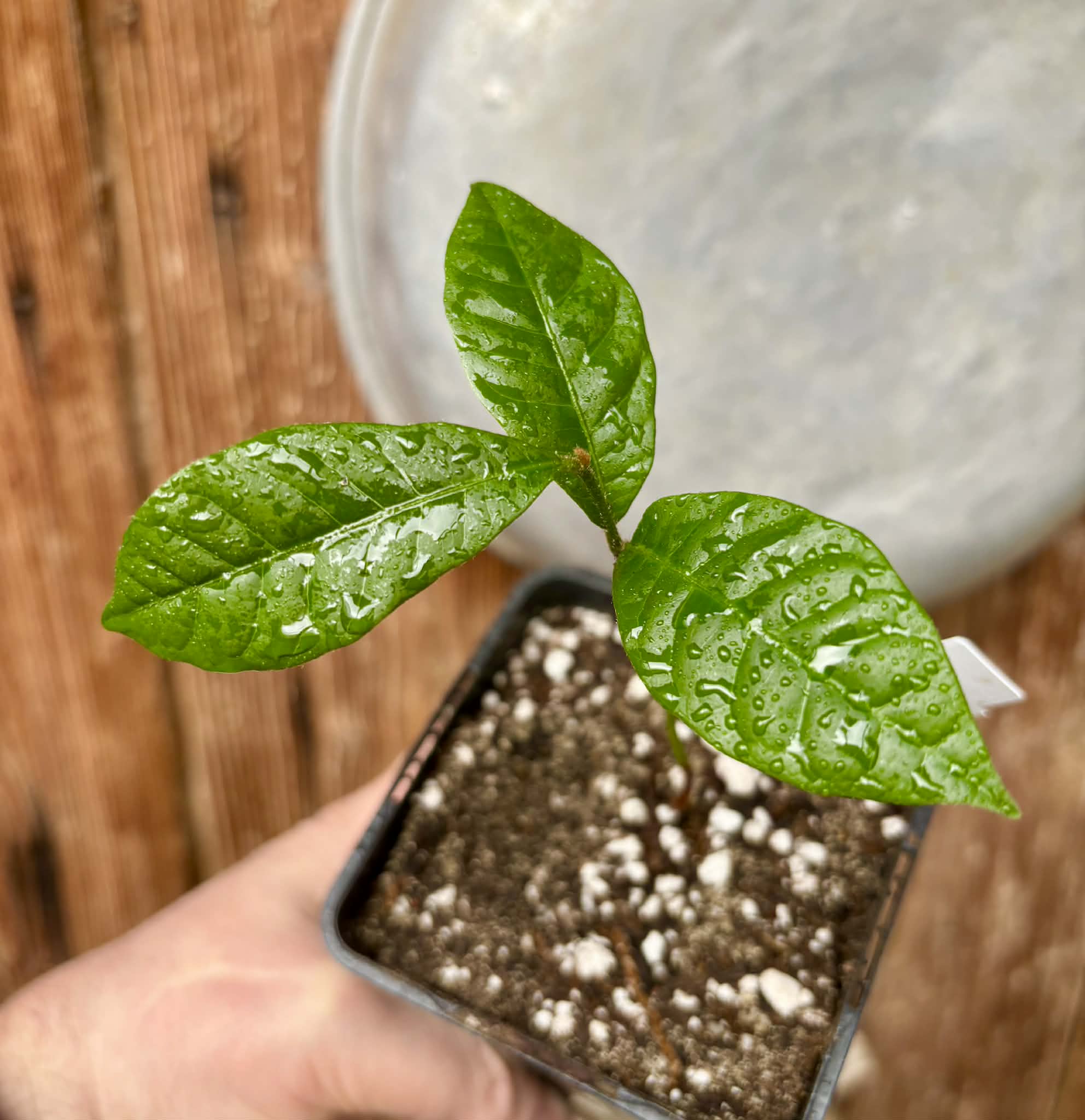 Goiapeba - Chrysophyllum sp Sao Joao - 1 potted seedling / 1 getopfter Sämling