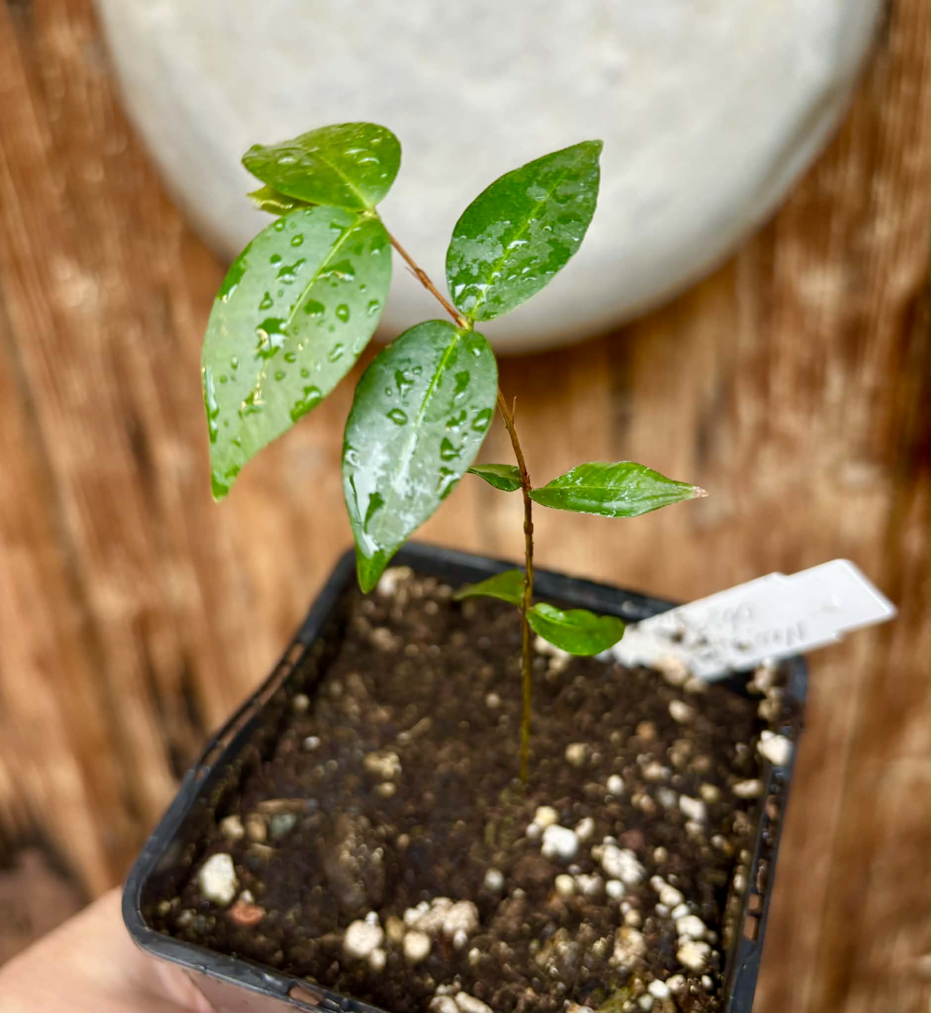 Neomitranthes obscura - 1 potted seedling/ 1 getopfter Sämling
