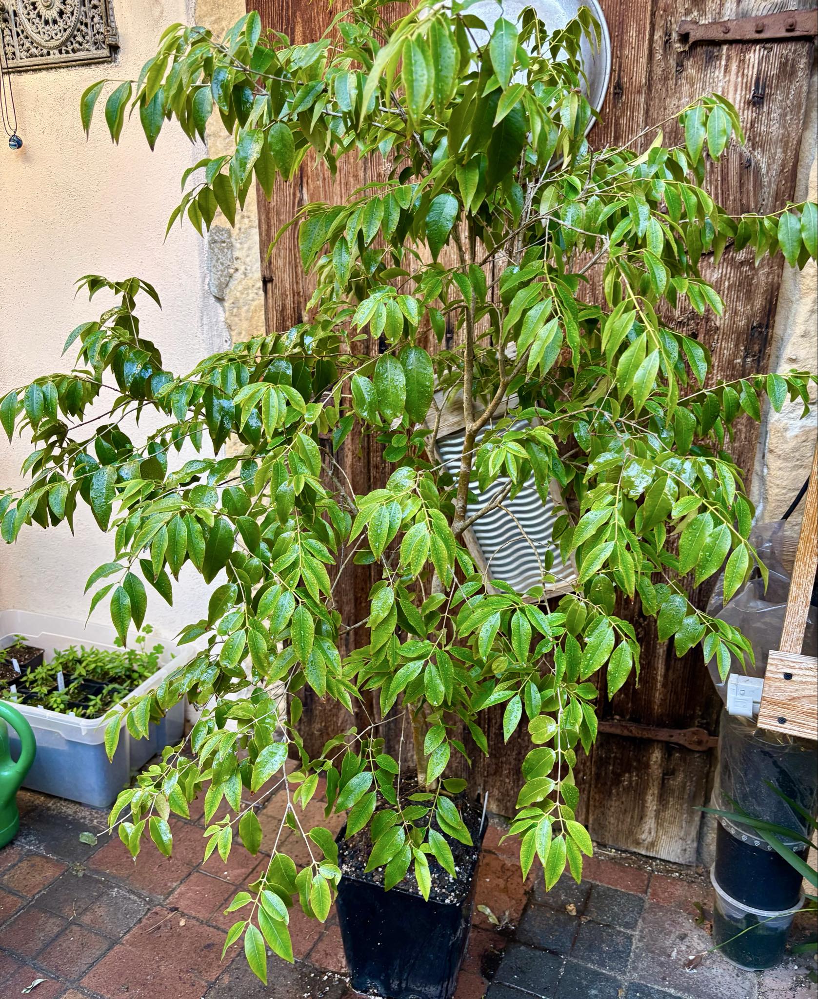 8+ years old - Jaboticaba Cafe Rajada (Plinia trunciflora var Cafe Rajada) - 1 potted plant / 1 getopfte Pflanze