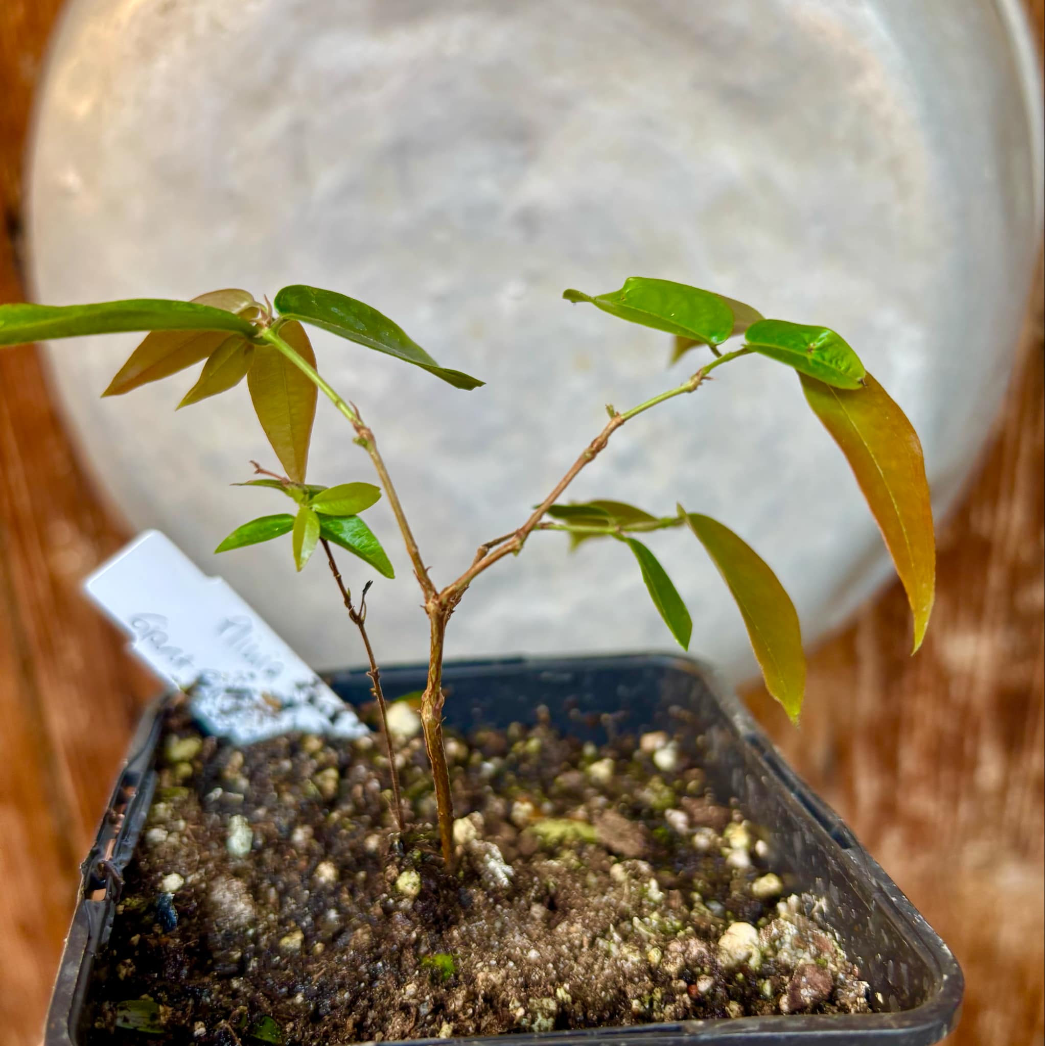 Plinia sp Giant Piray Argentina - 1 potted plant / 1 getopfte Pflanze
