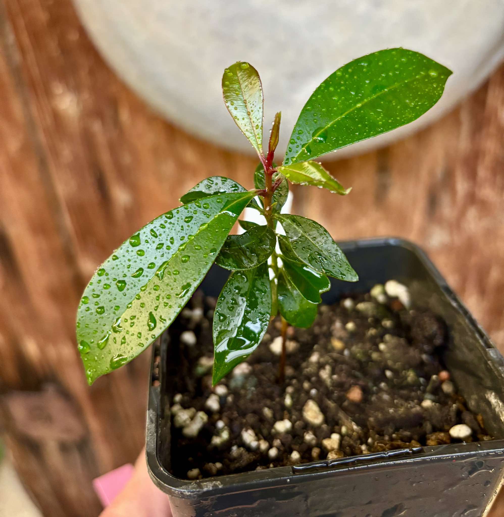 Syzygium oleosum - Blue Lilly Pilly - 1 potted plant / 1 getopfte Pflanze