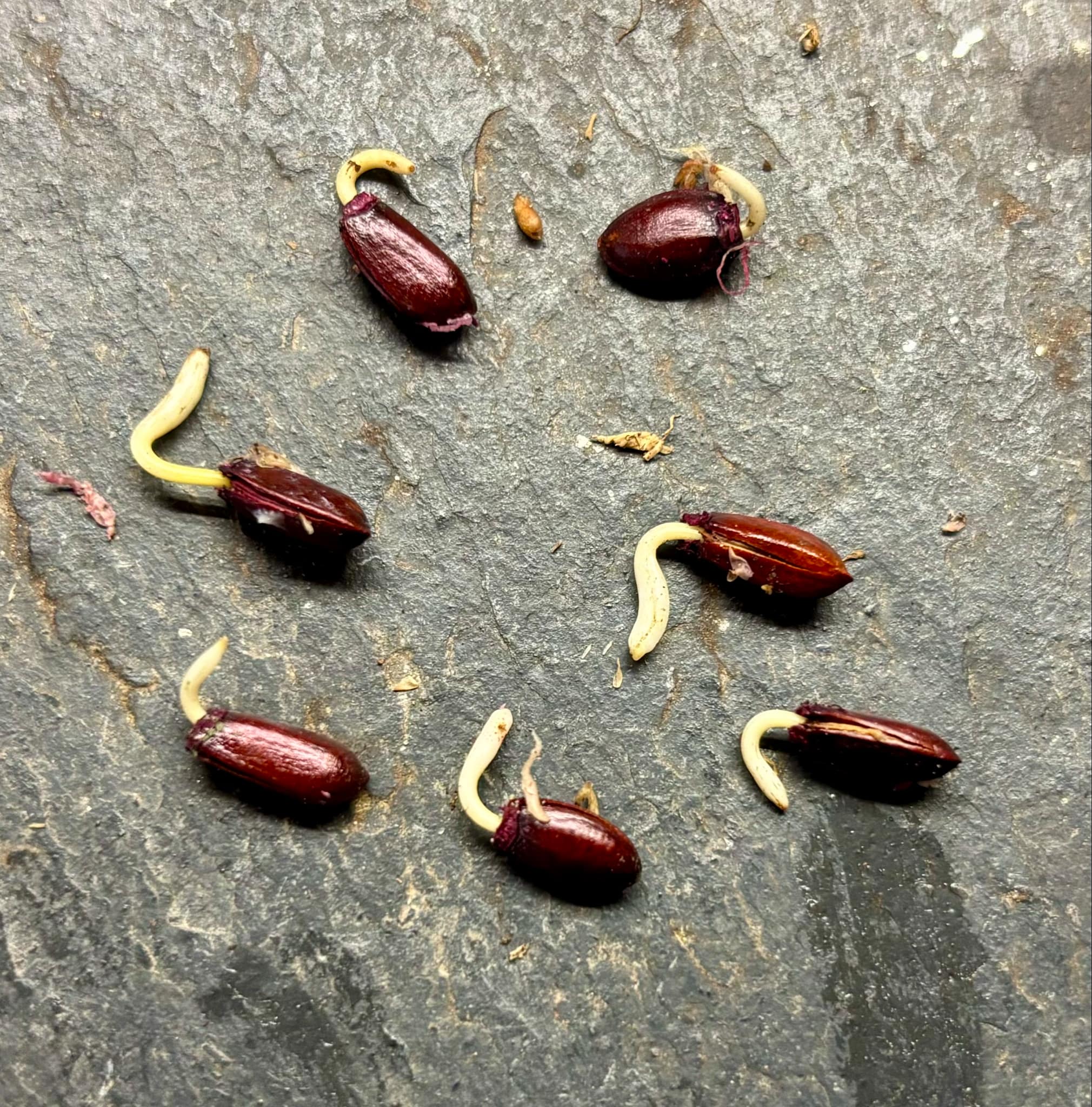 Duguetia magnolioidea  - 1 germinated seed / 1 gekeimter Samen