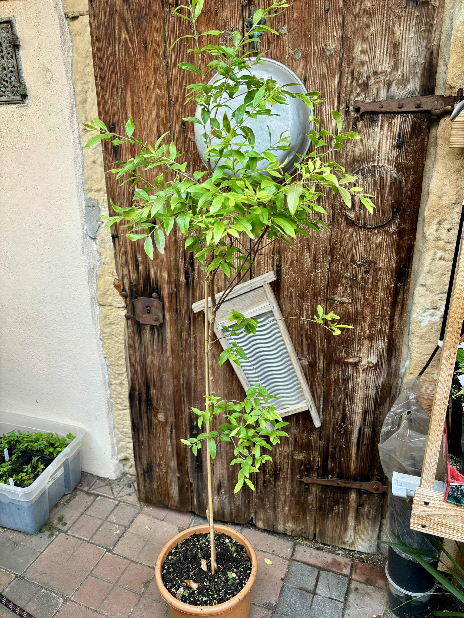 ten years old - Uvaia - Eugenia pyriformis -  1 potted plant / 1 getopfte Pflanze