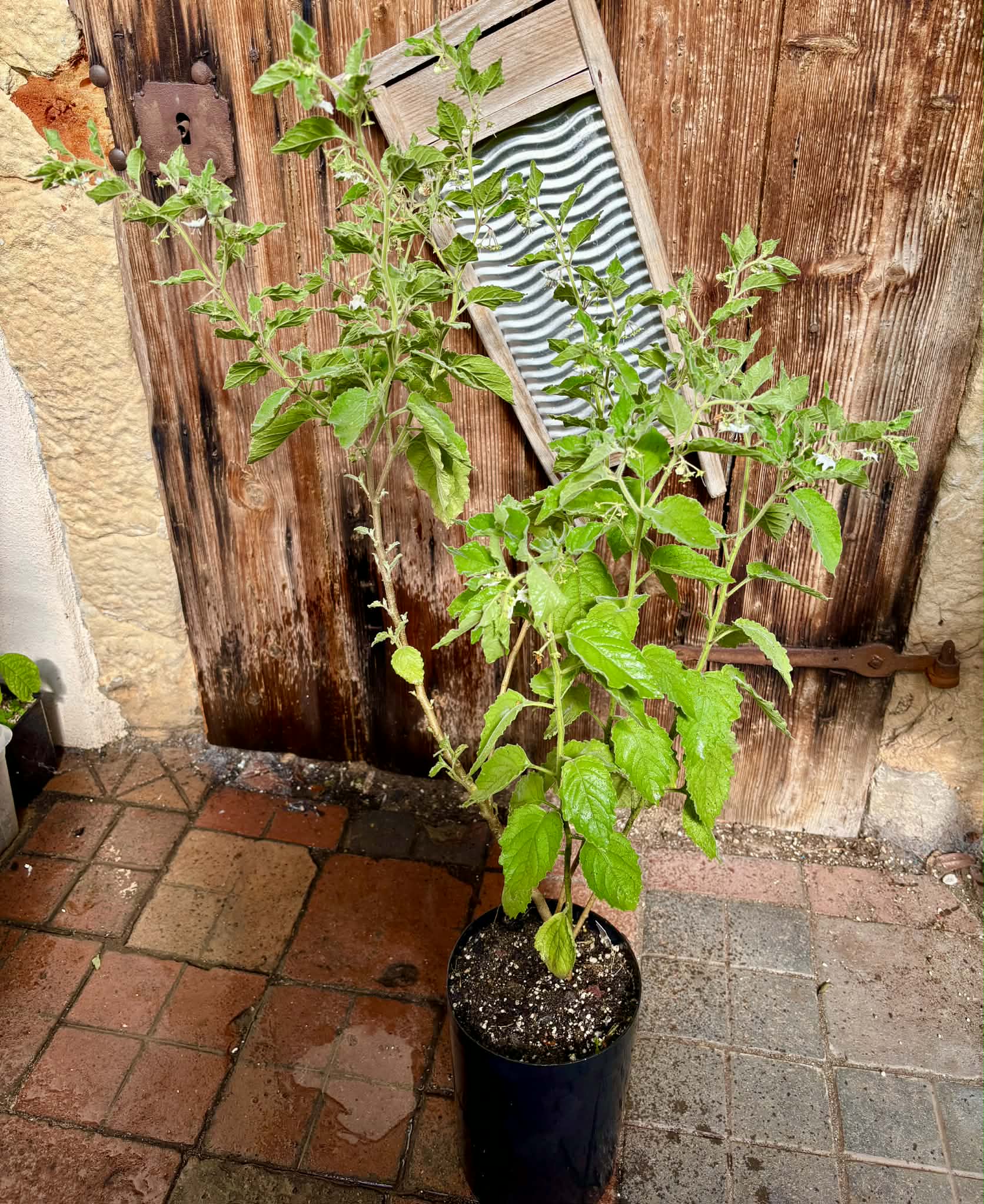Musho (Jaltomata cajacayensis) - 1 potted plant / 1 getopfte Pflanze