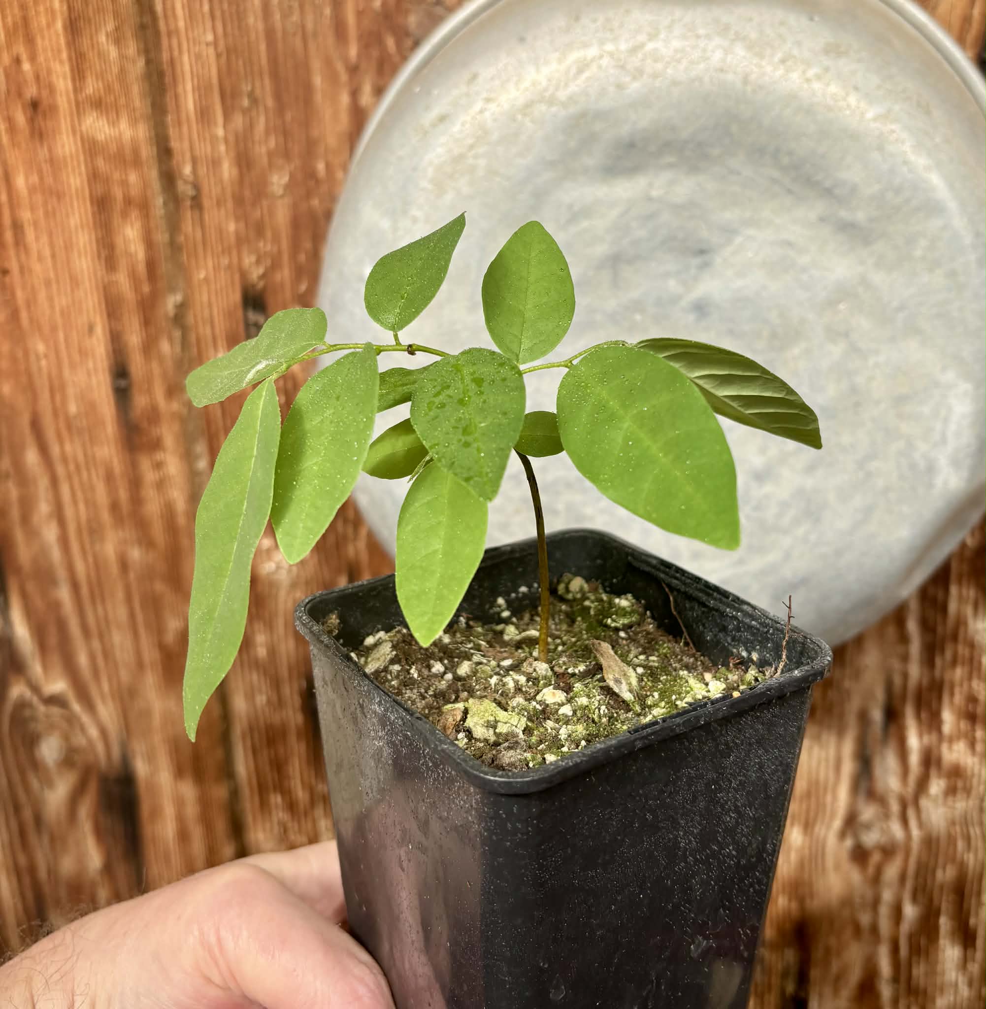 Annona emarginata - 1 potted plant / 1 getopfte Pflanze