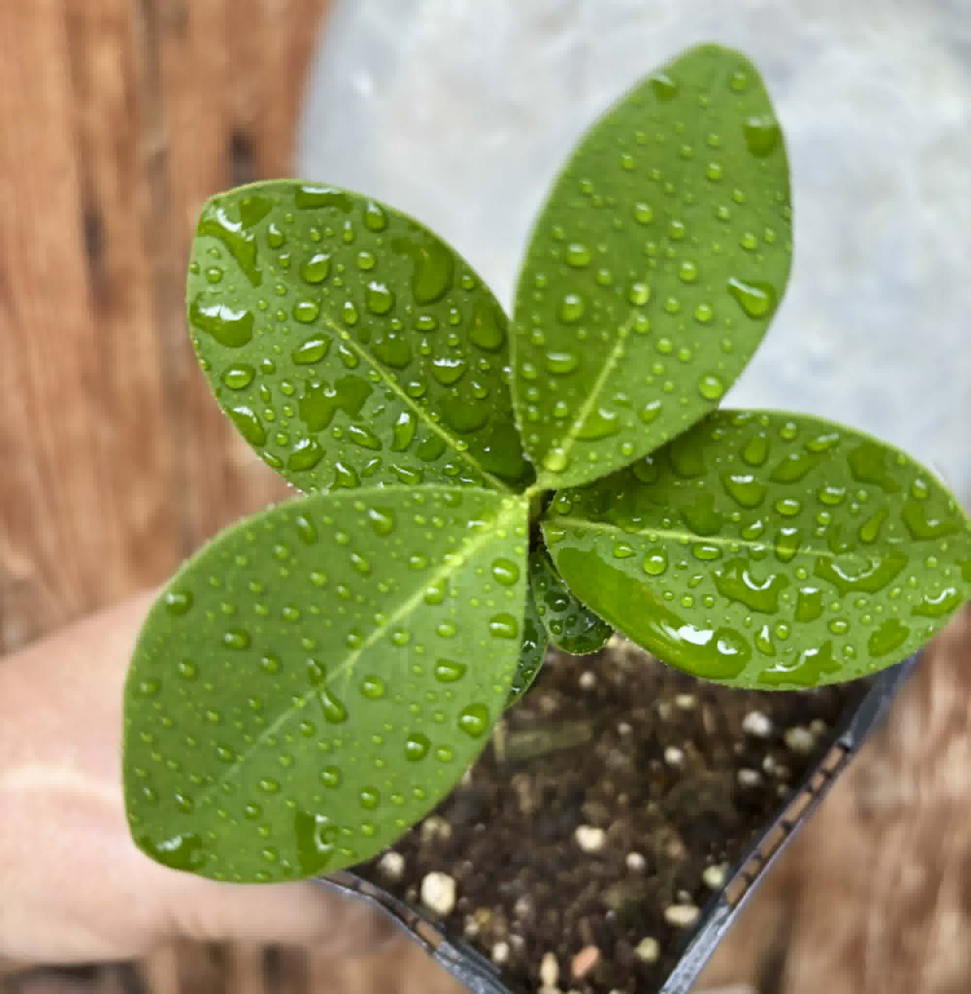 Baguaçu (Eugenia astringens) - 1 potted plant / 1 getopfte Pflanze