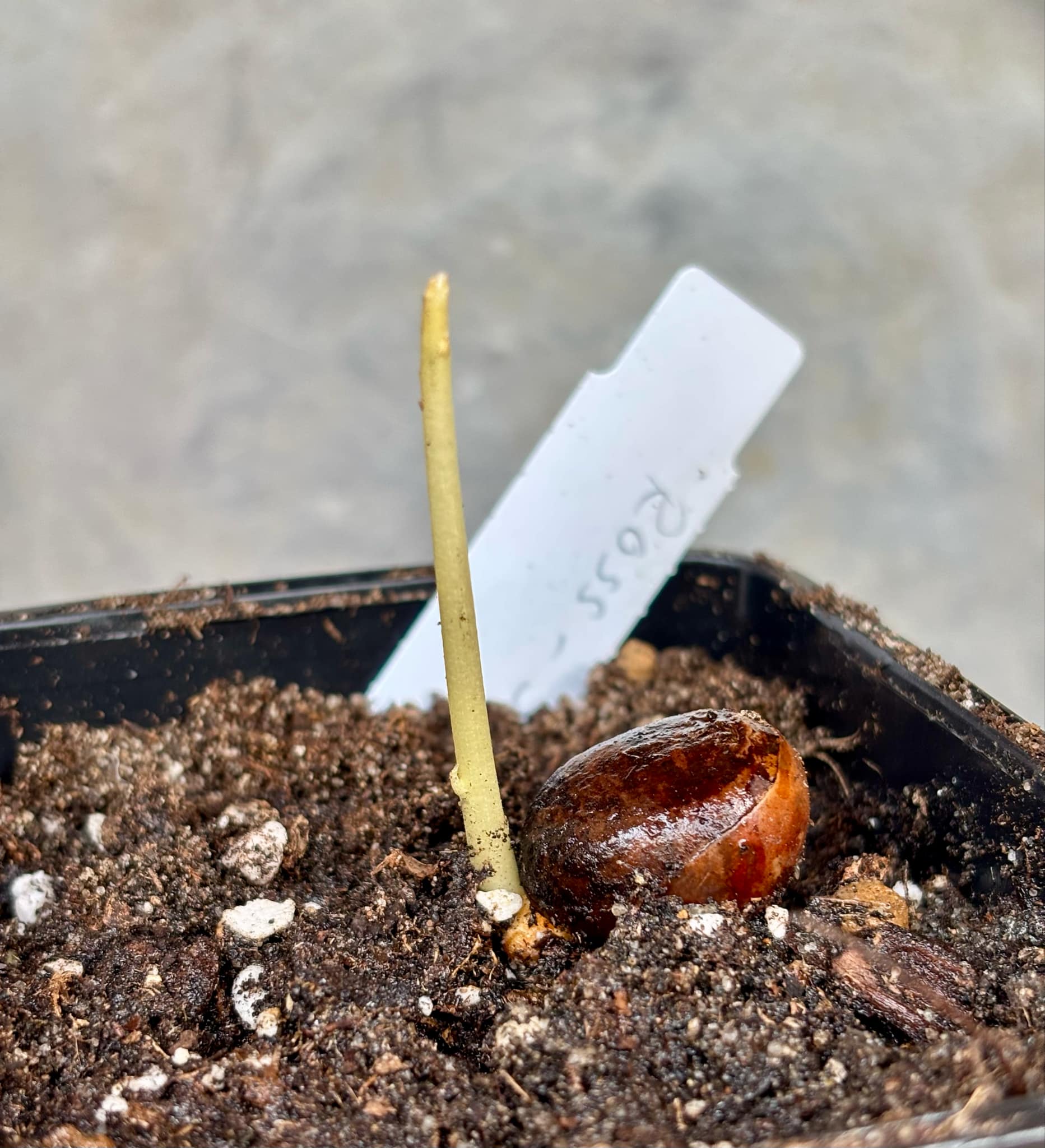 Ross Sapote (Pouteria sp) - 1 just potted seedling / 1 frisch getopfter Sämling