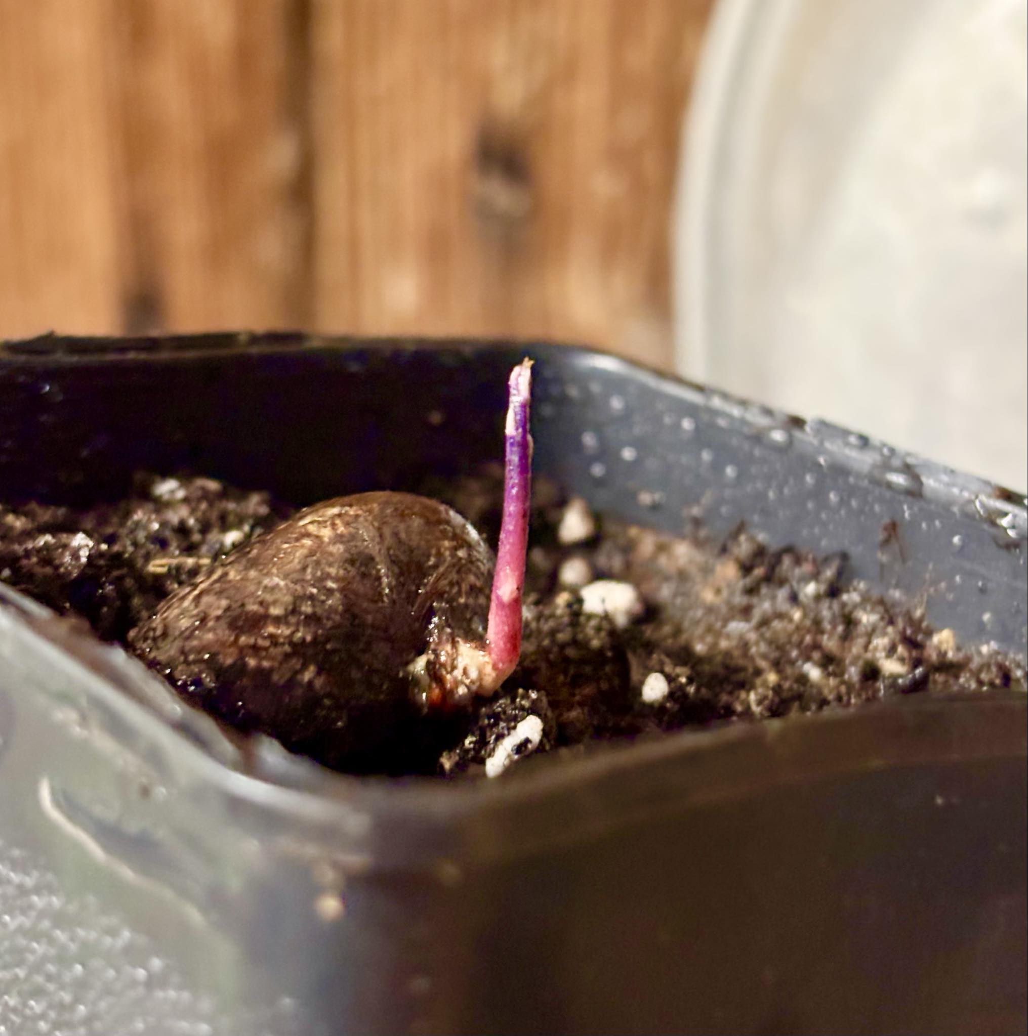 Eugenia sp Essencia negra - 1 potted seedling / 1 getopfter Sämling