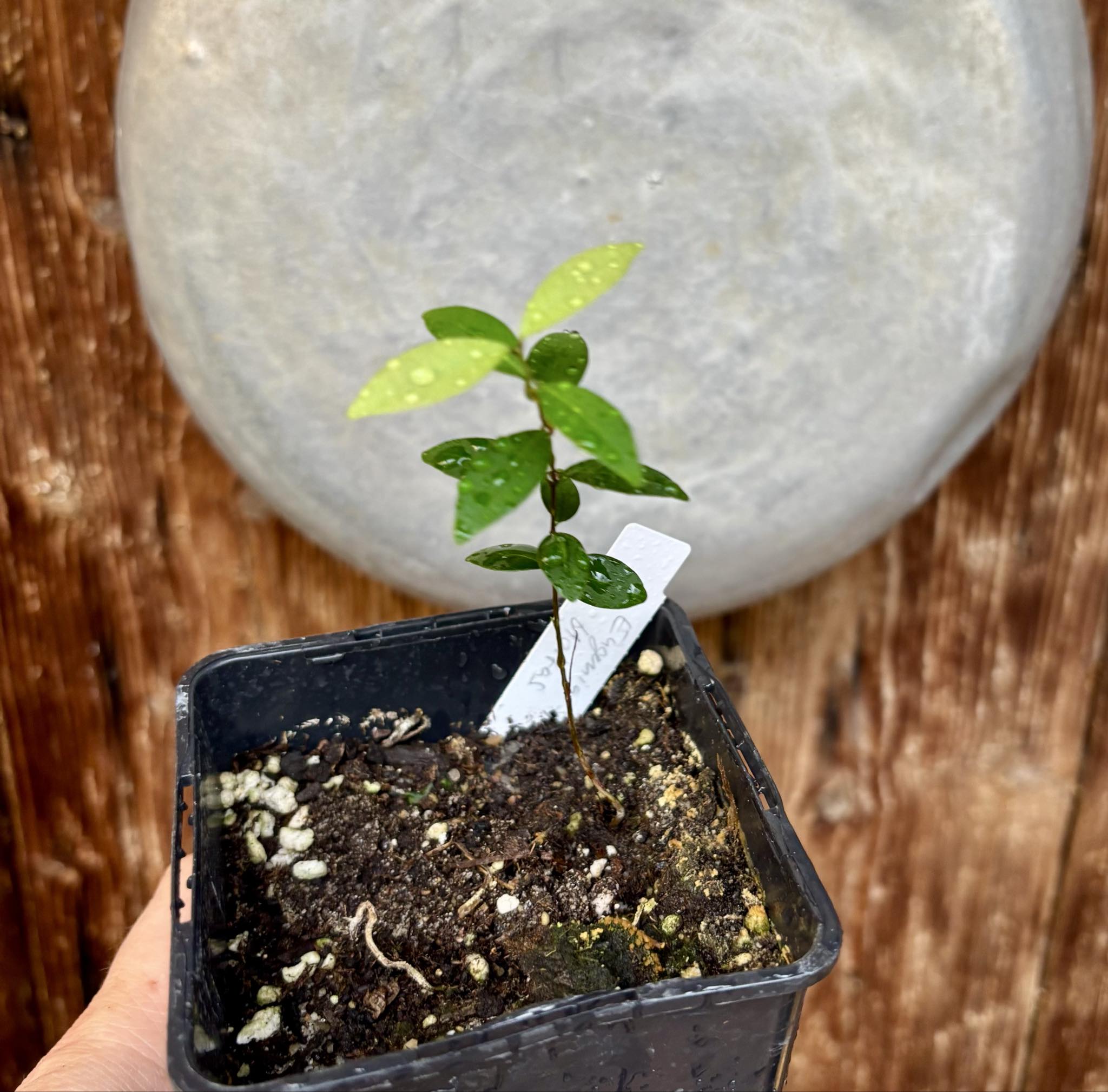 Eugenia sp Uvitas -  1 small potted seedling / 1 kleiner, getopfter Sämling