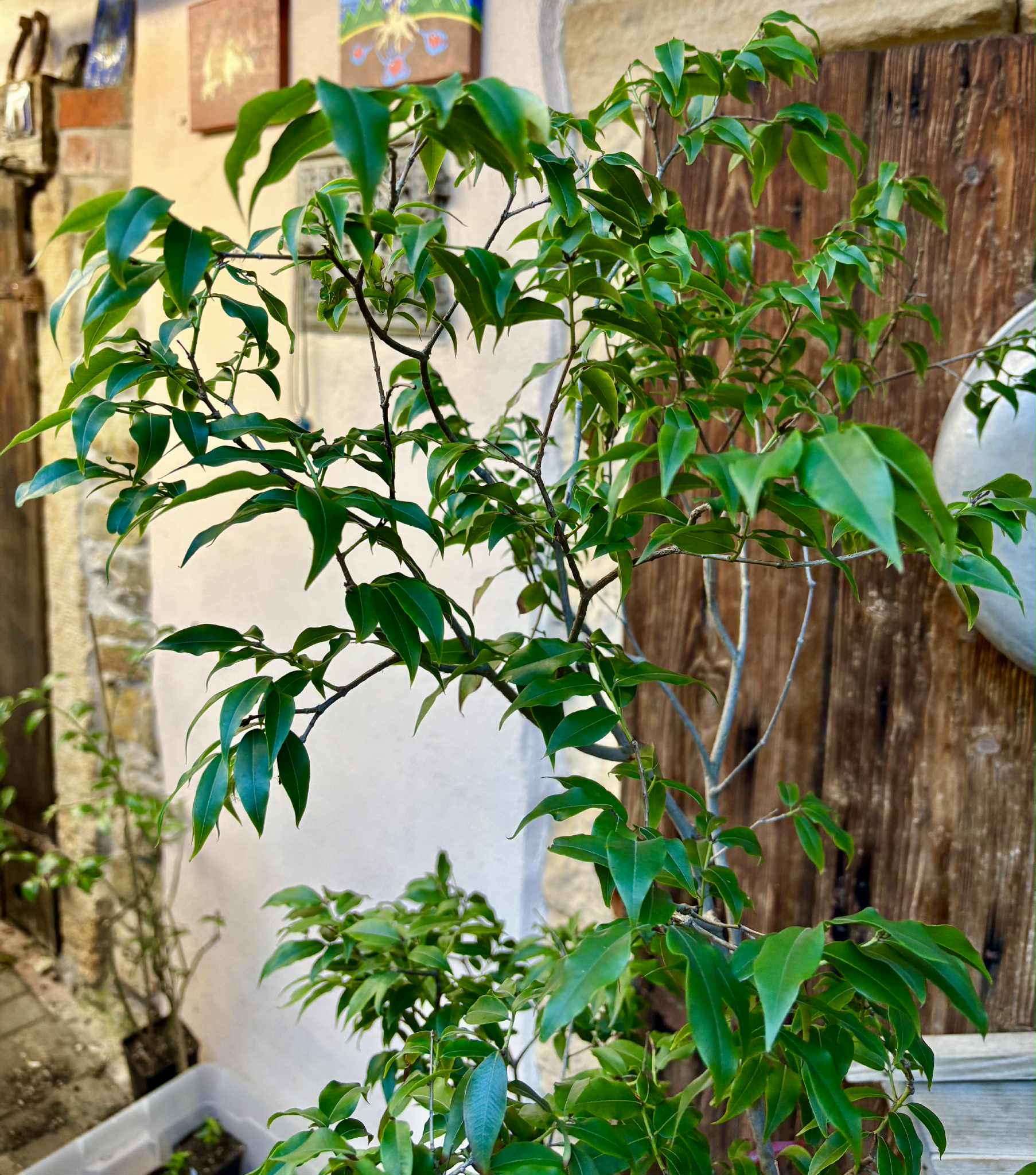 10 years old - Jaboticaba Acu Paulista (Plinia cauliflora var Acu Paulista) - 1 potted plant / 1 getopfte Pflanze