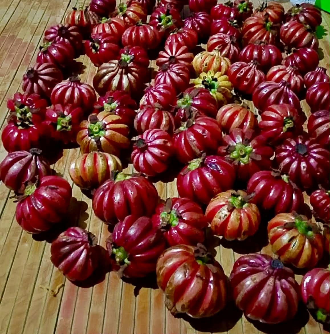 Som Khaek Daeng (Garcinia atroviridis var ruby) - 1 fresh seed / 1 frischer Samen