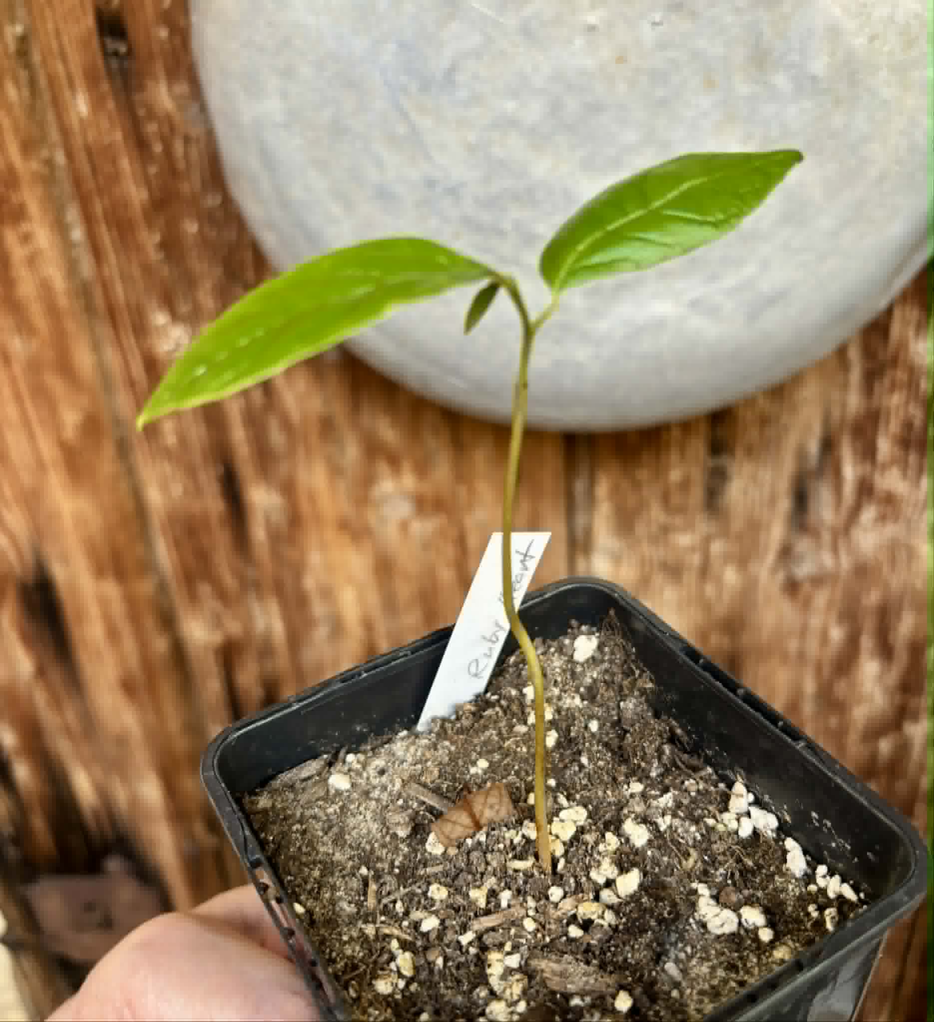 Annona reticulata var Ruby Heart- 1 potted seedling / 1 getopfter Sämling