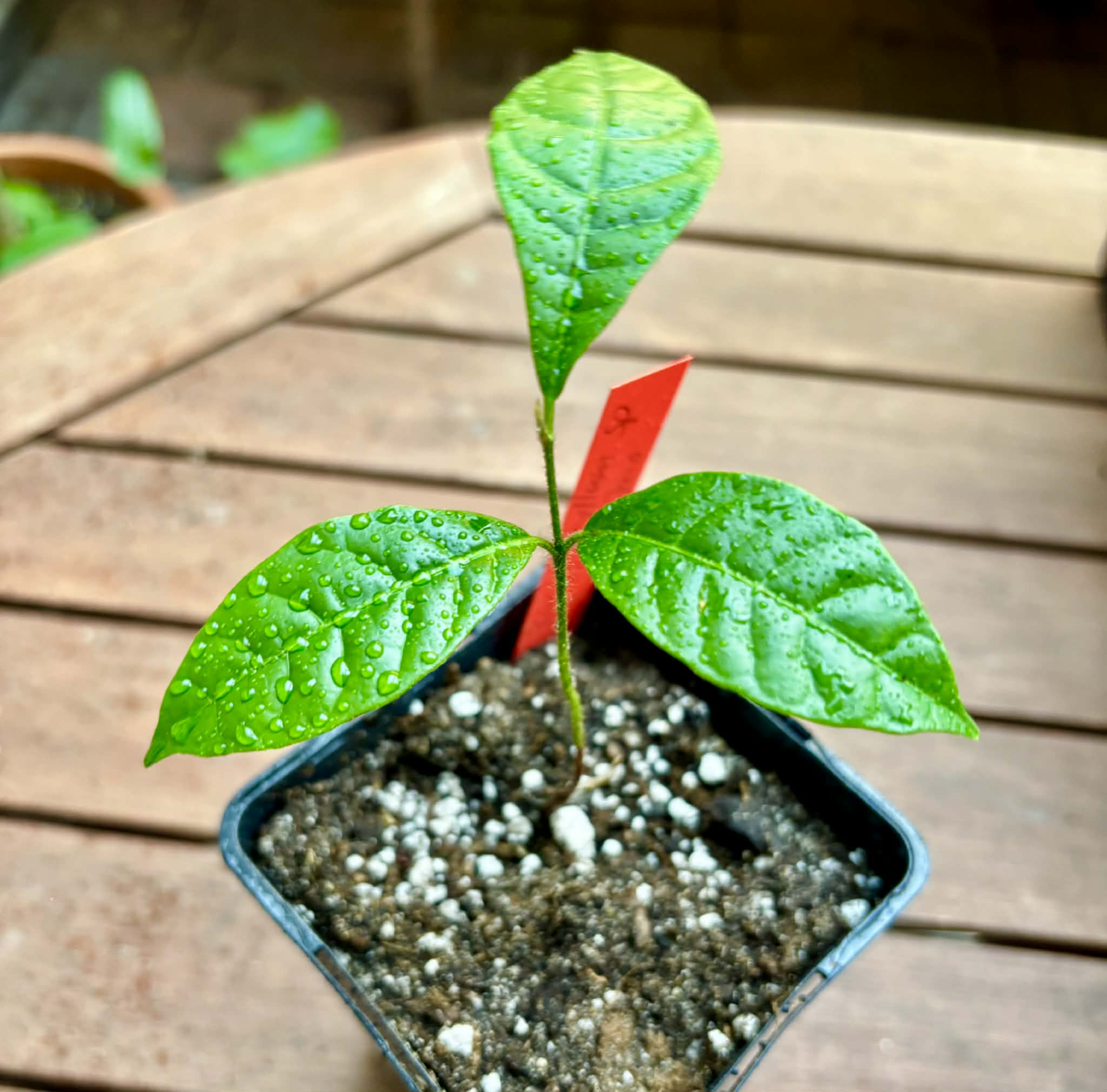 Collection of 5 rare exotic fruit plants -  5 different potted plants / 5 verschiedene, getopfte Pflanzen