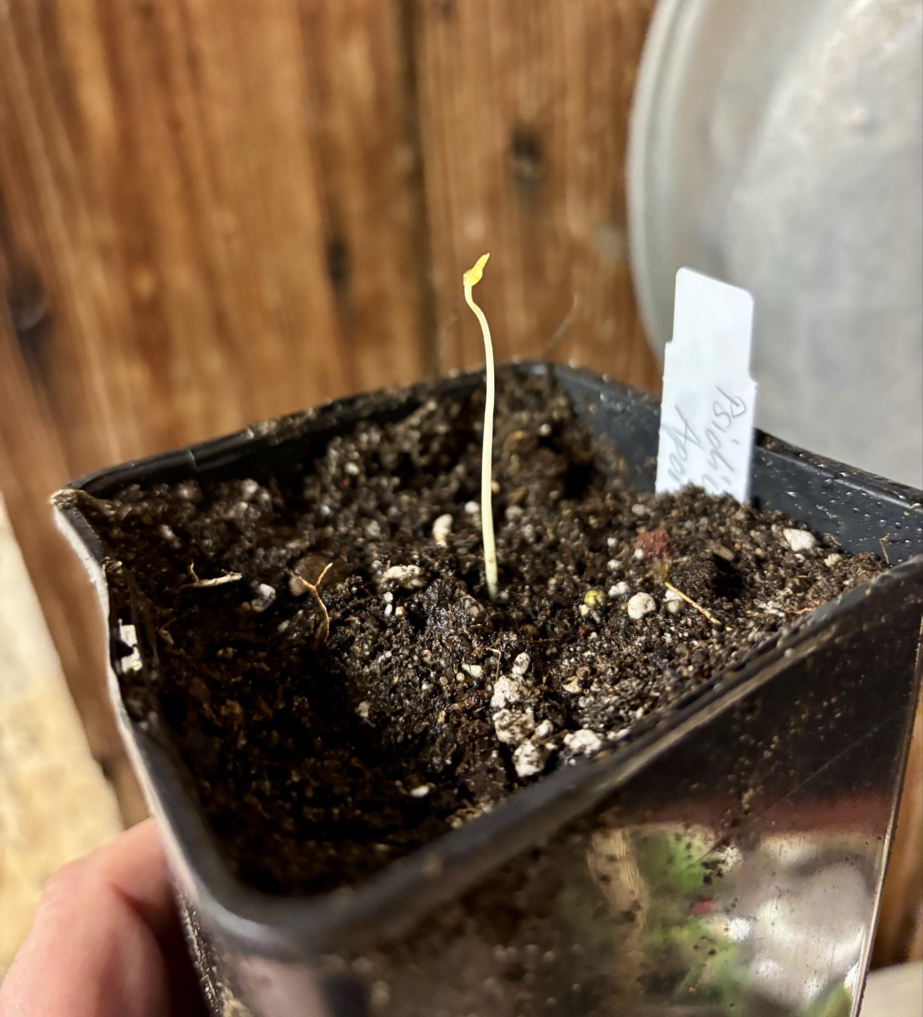 Psidium sp Aporá - 1 potted seedling / 1 getopfter Sämling