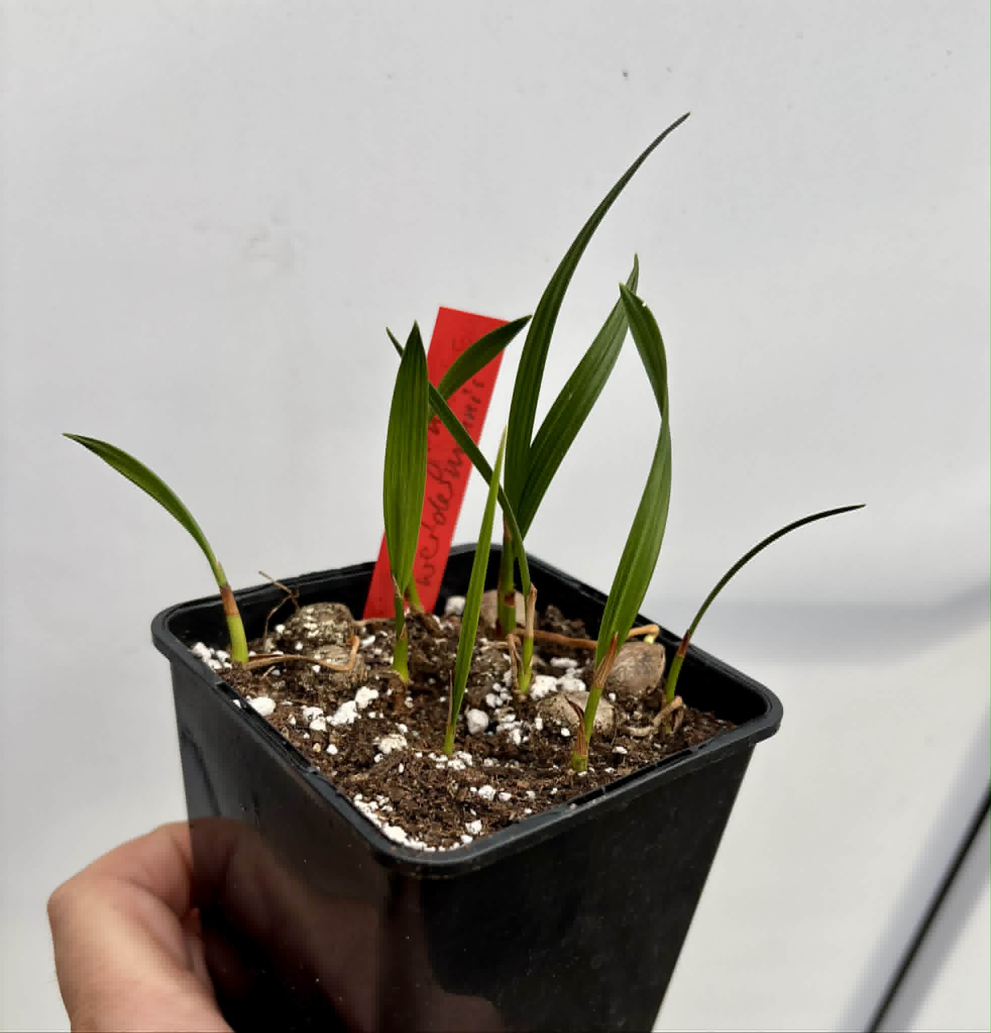 7 in 1 pot - Coco de Raposa (Syagrus werdermannii) -  7 seedlings in one pot / 7 Sämlinge in einem Topf