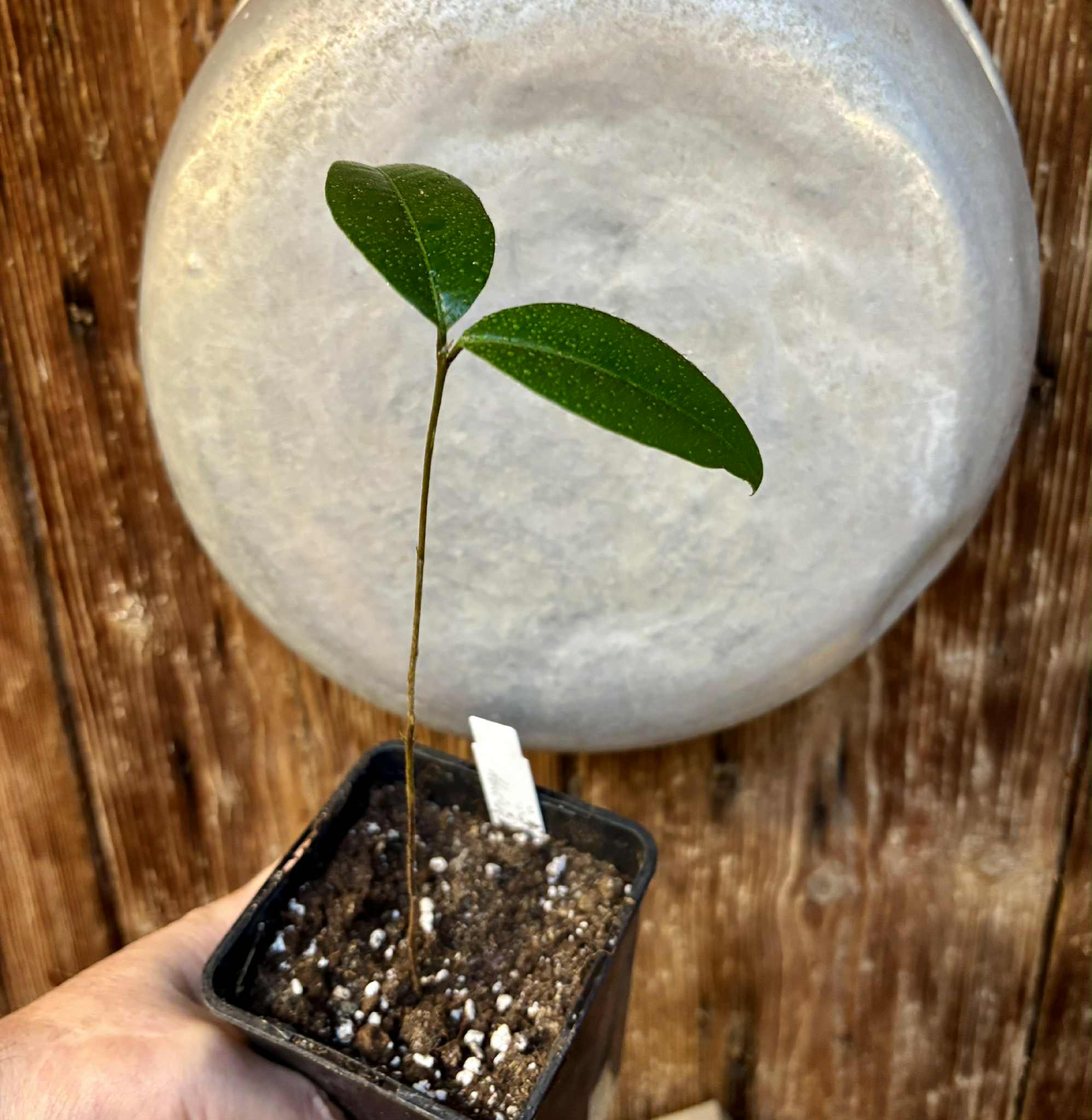 Eugenia sp Abacate -  1 potted seedling / 1 getopfter Sämling Eugenia sp Abacate -  1 potted seedling / 1 getopfter Sämling