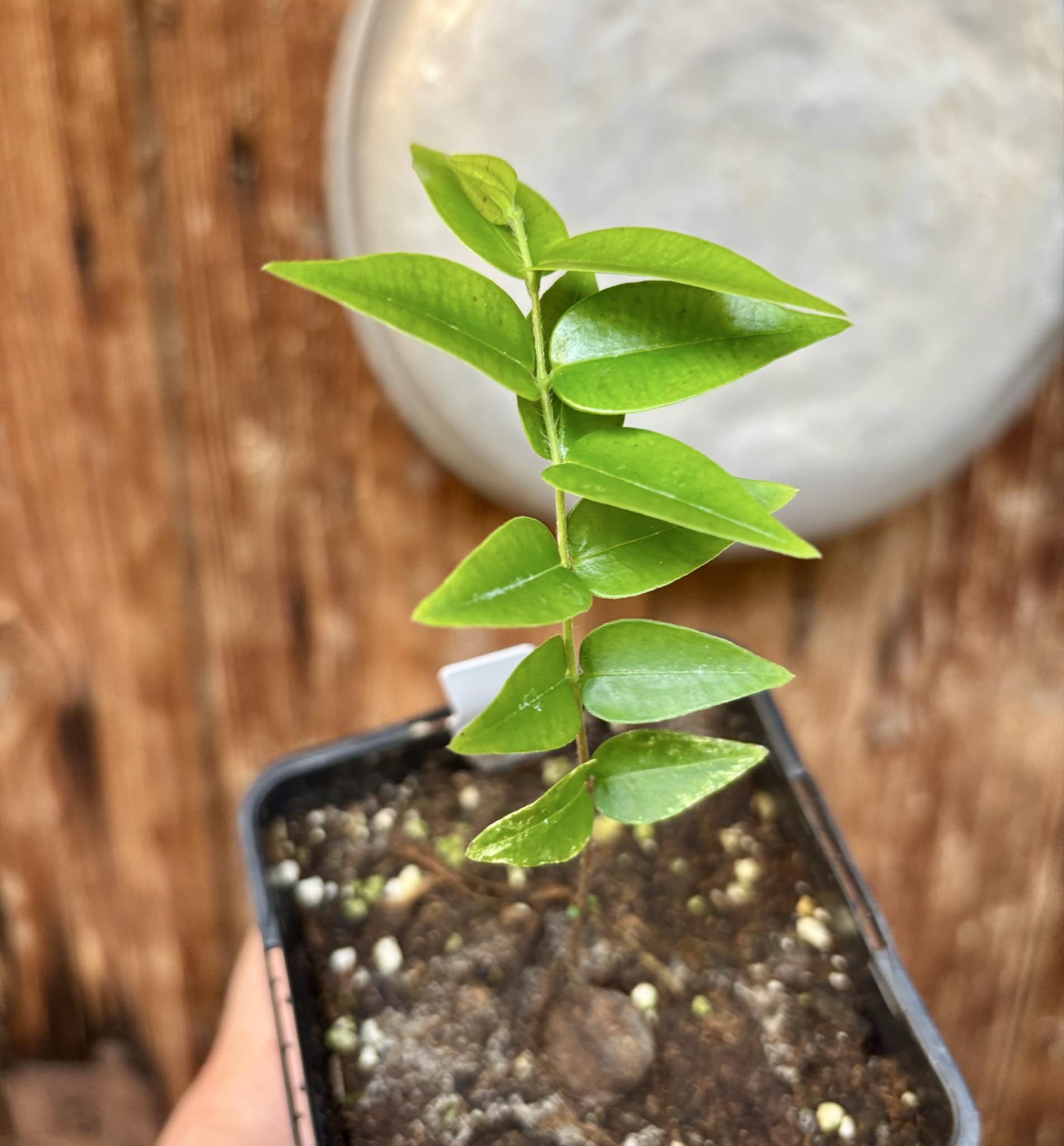 Myrciaria sp Nordestina - 1 potted seedling / 1 getopfter Sämling