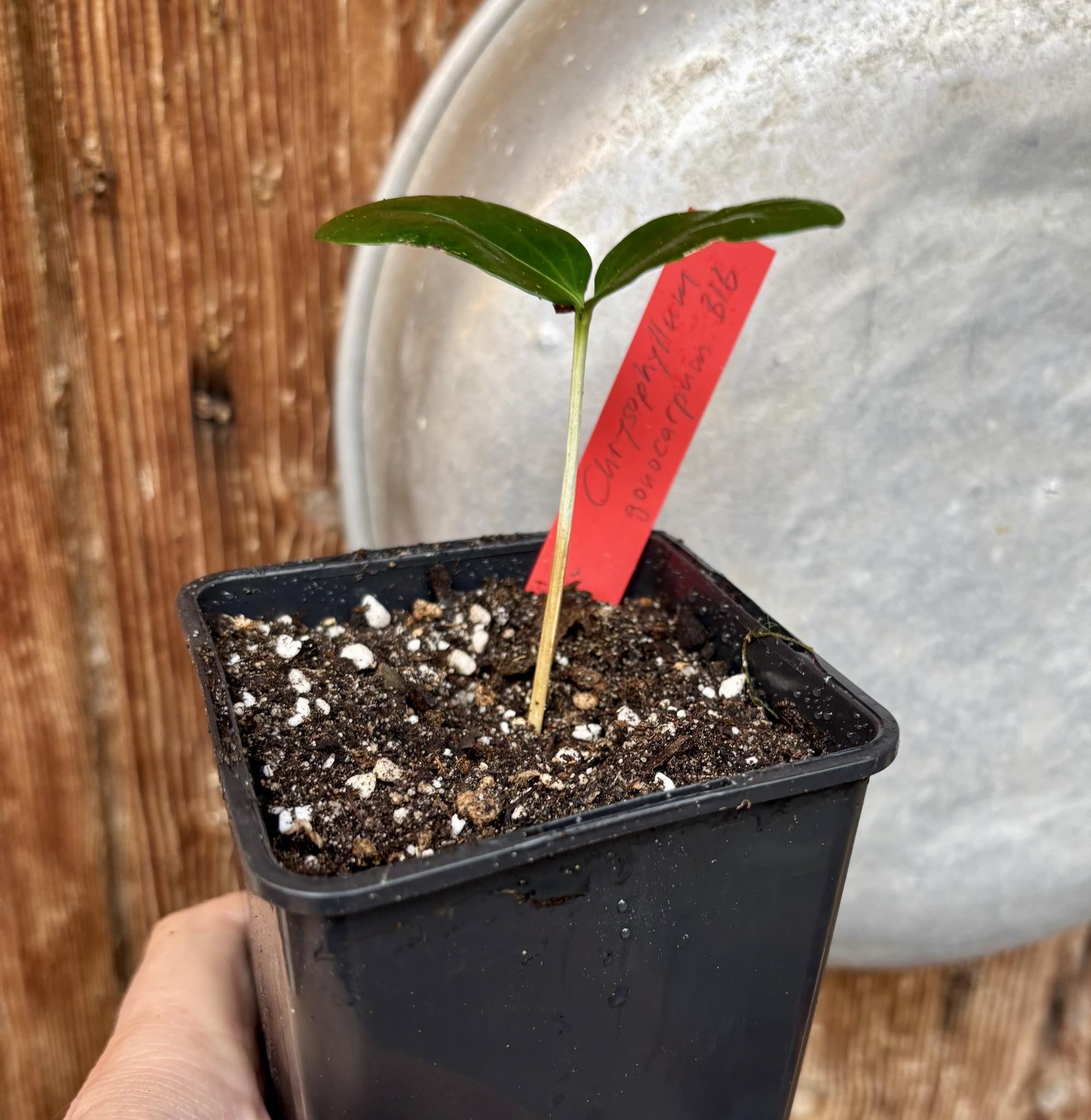 Aquai (Chrysophyllum gonocarpum var. BIG Itacare)  -  1 potted seedling / 1 getopfter Sämling