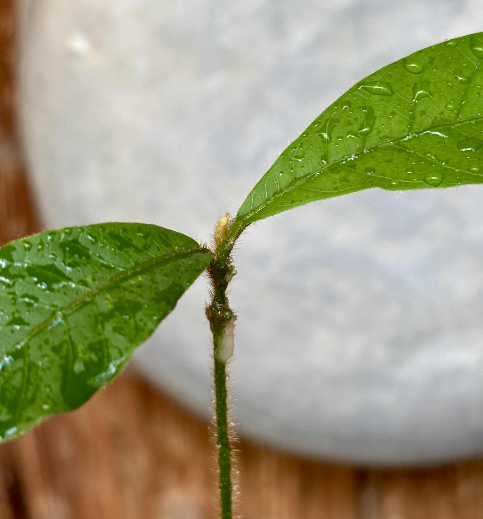 last seedling - Pouteria torta subsp. gallifructa - Abiu Pilosa - 1 potted plant / 1 getopfte Pflanze