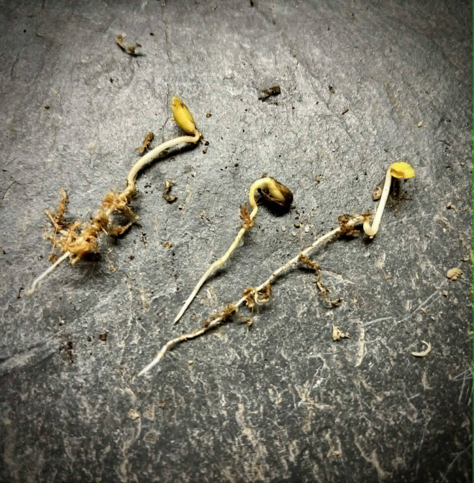 Acerola var. Okinawa (Malpighia glabra) - 1 germinated seed / 1 gekeimter Samen
