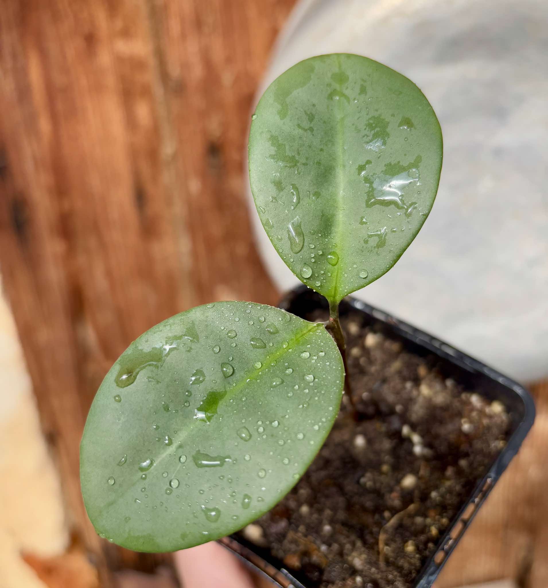 Eugenia sp Unana -  1 small potted seedling / 1 kleiner getopfter Sämling