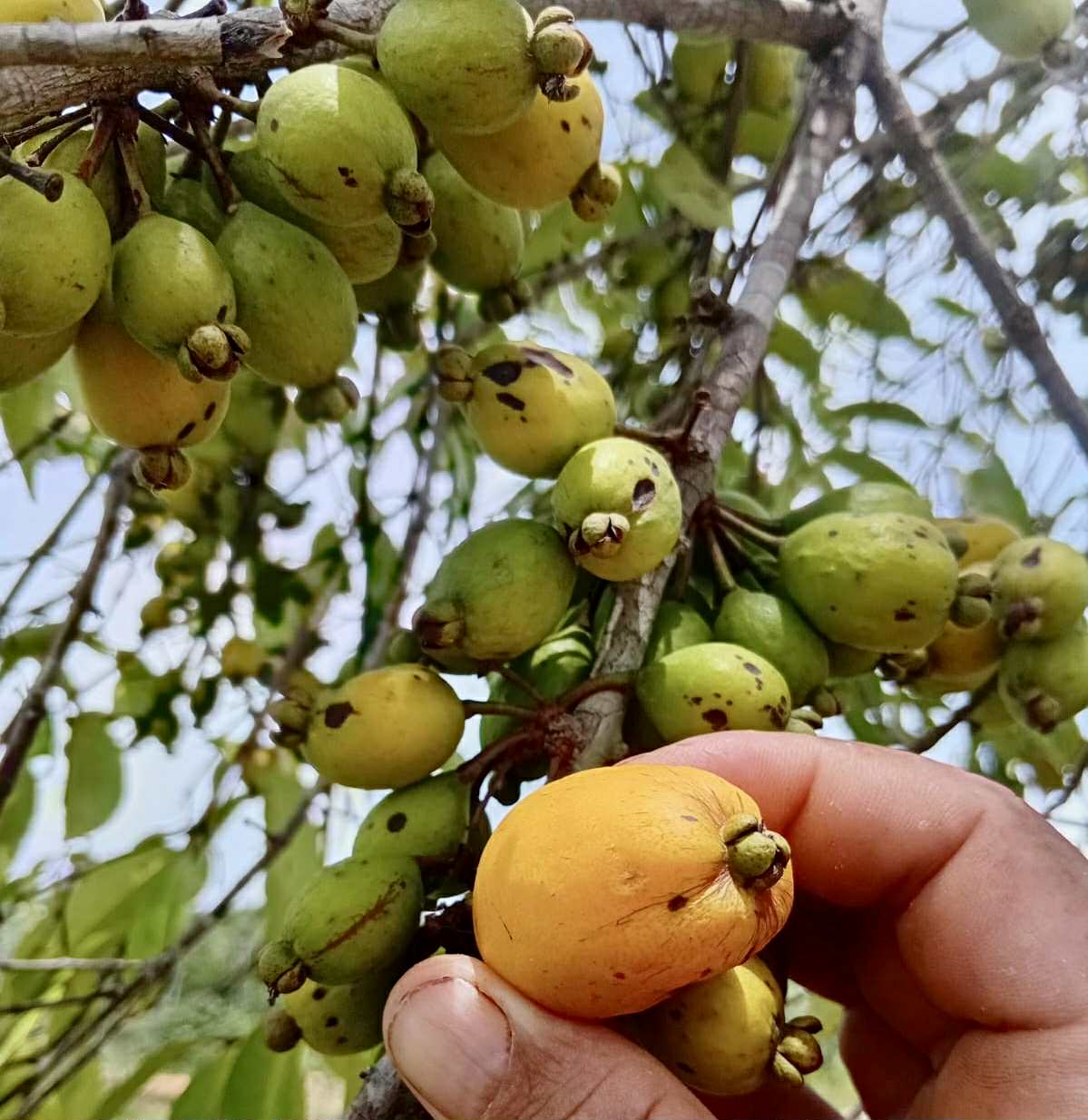 Eugenia sp amarela de Rondonia - 1 fresh seed / 1 frischer Samen