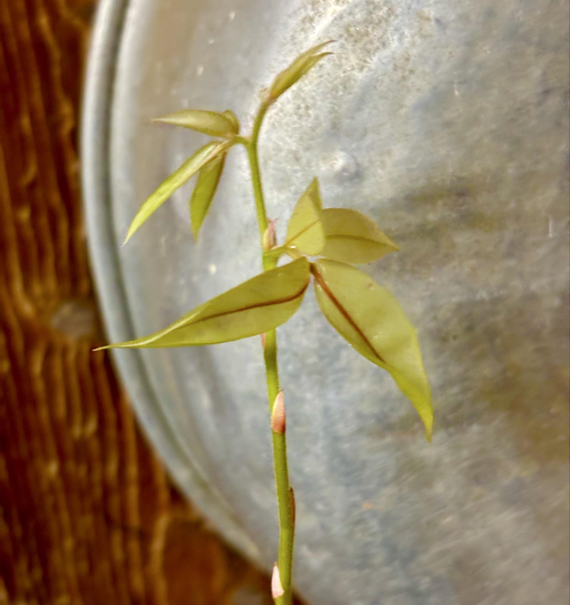 Cynometra malaccensis -  1 potted seedling / 1 getöpfter Sämling