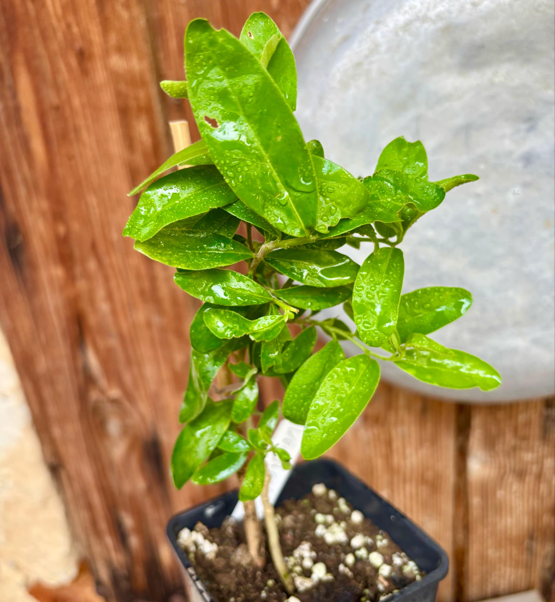 Kei Apple (Dovyalis caffra) Nr. 3 - 1 potted plant / 1 getopfte Pflanze Kei Apple (Dovyalis caffra) Nr. 3 - 1 potted plant / 1 getopfte Pflanze