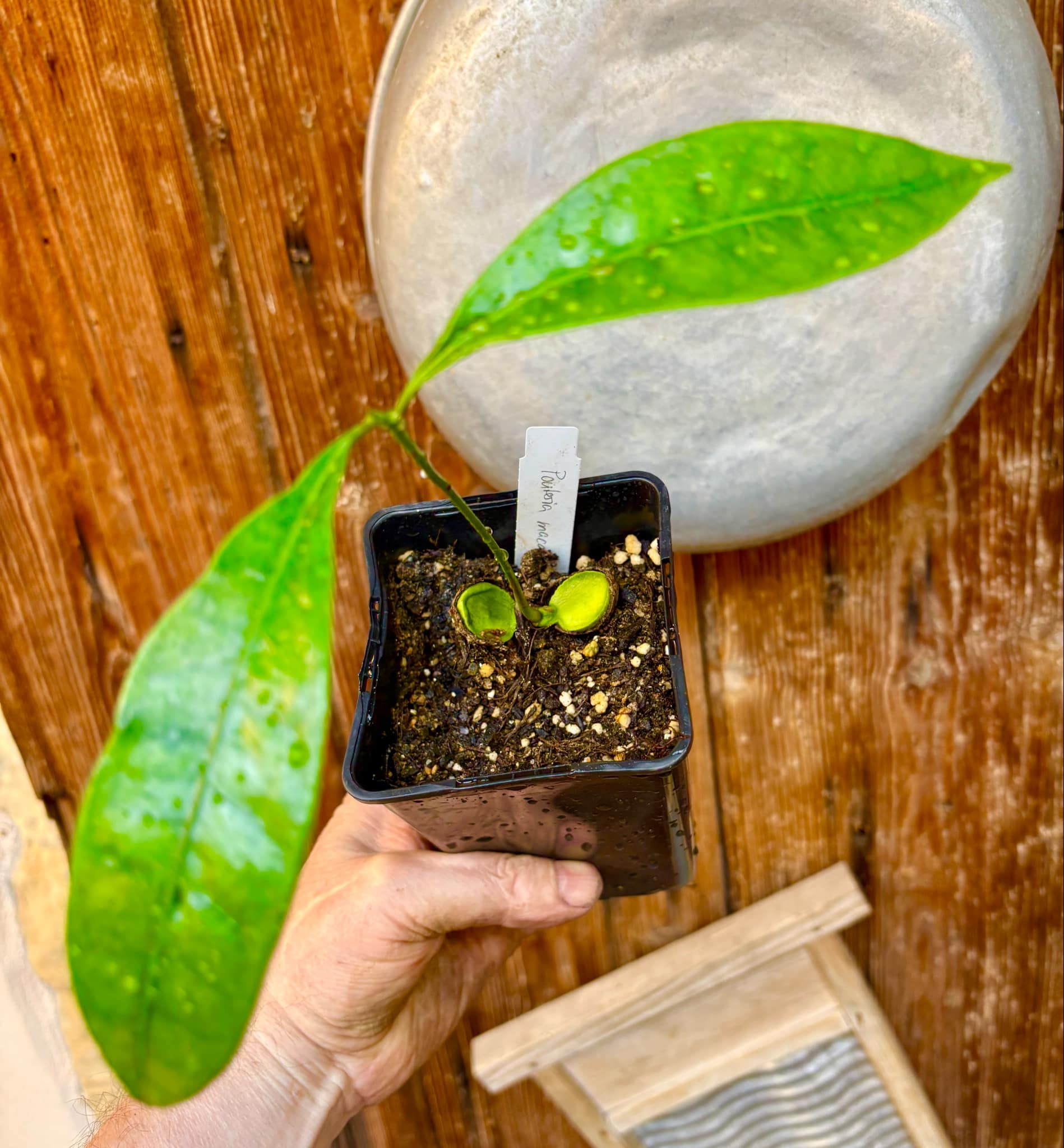 Pouteria macahensis - 1 small potted seedling / 1 kleiner, getopfter Sämling Pouteria macahensis - 1 small potted seedling / 1 kleiner, getopfter Sämling