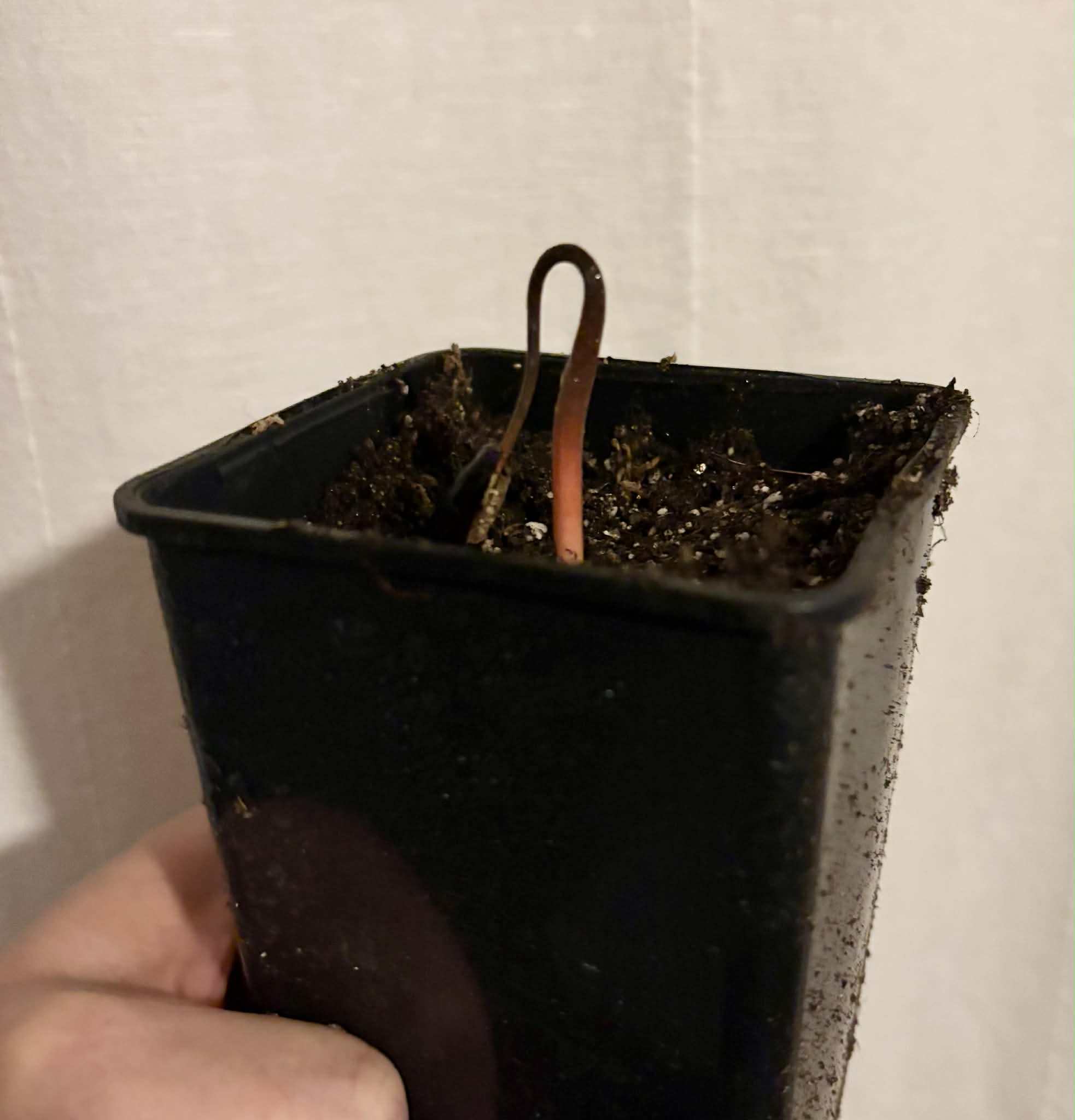 Annona salzmannii - 1 potted seedling / 1 getopfter Sämling
