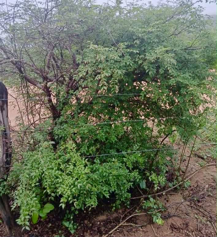 Pre Order - Plinia sp Lagoa black -  1 fresh seed / 1 frischer Samen