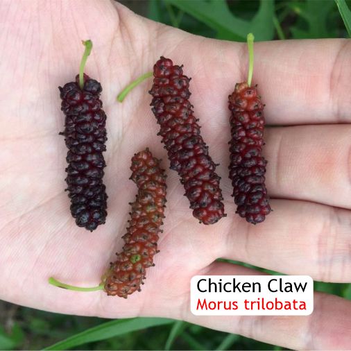 Pre Order - Chicken Claw (Morus trilobata) - 1 grafted, potted plant / 1 veredelte, getopfte Pflanze