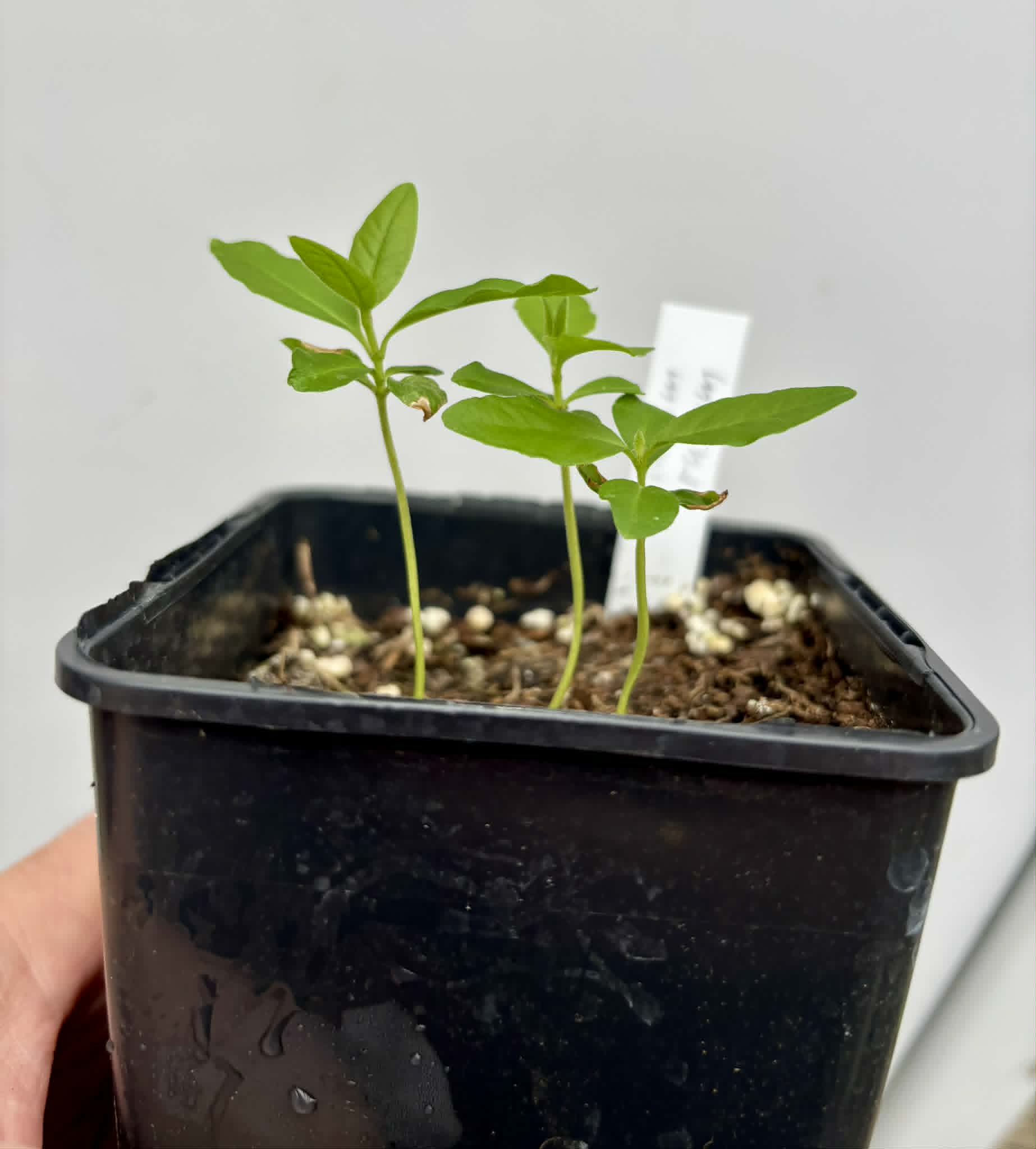 3 in 1 pot - Araca roxo (Psidium rufum)  - 3 seedlings in one pot / 3 Sämlinge in einem Topf