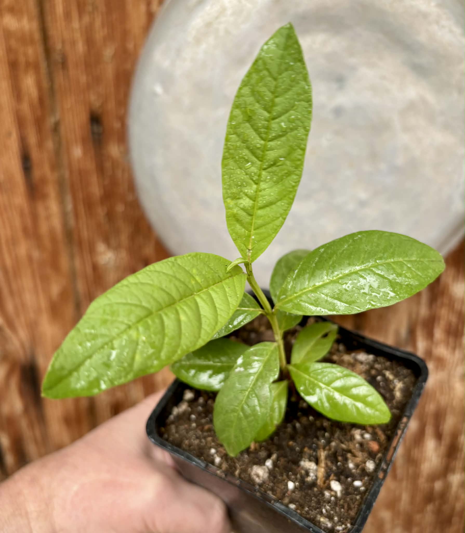 Psidium guajava - Pear  - 1 potted plant / 1 getopfte Pflanze