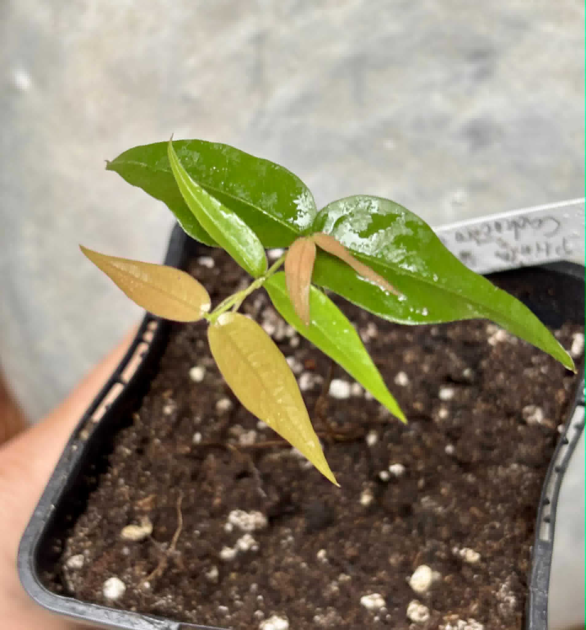 Plinia sp. Cachoeiro de Itapemirim - 1 potted seedling / 1 getopfter Sämling