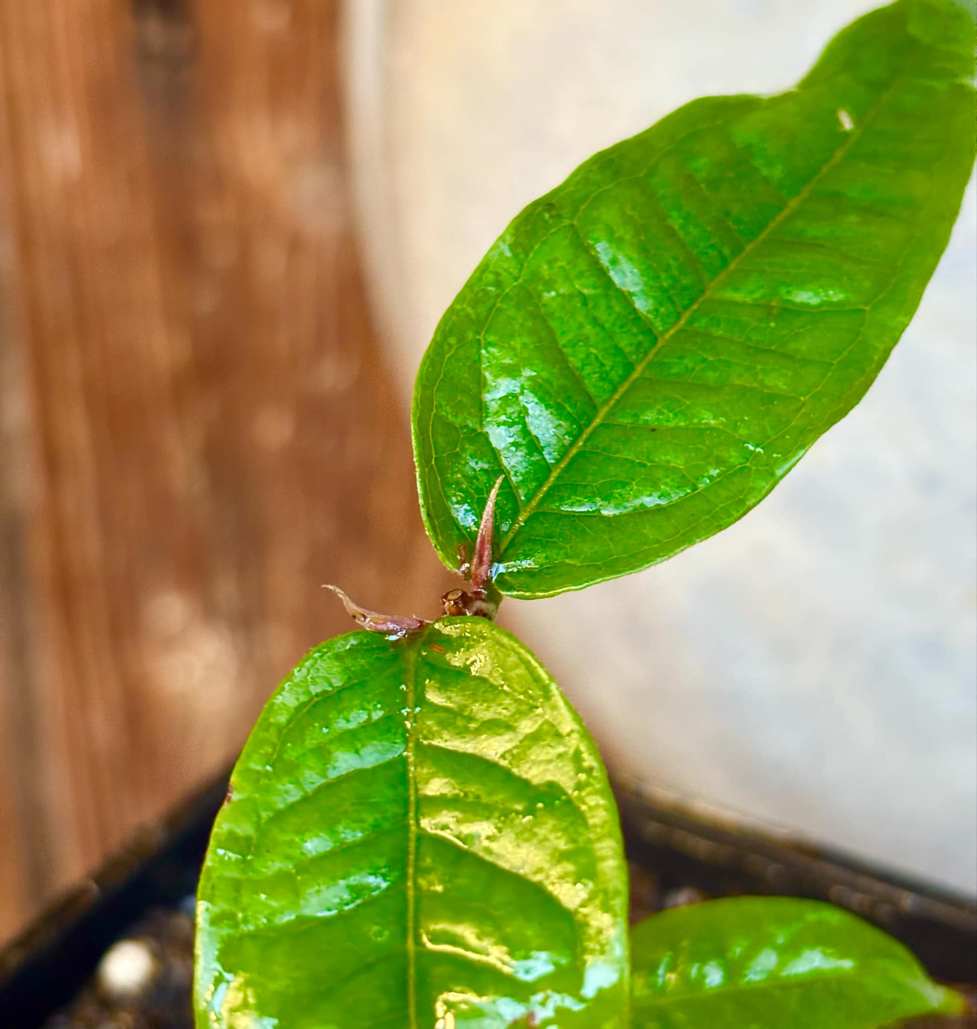 Plinia phitrantha var. UNESP  - 1 rooted, potted cutting / 1 bewurzelter, getopfter Steckling