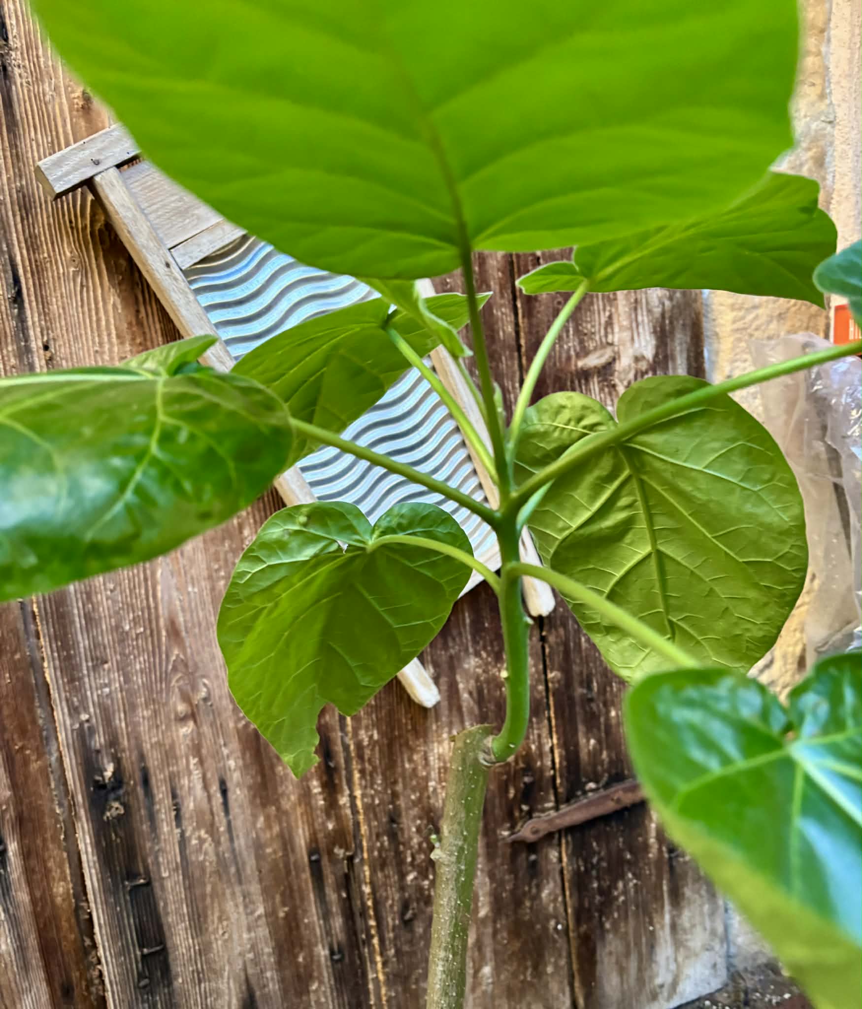 Tamarillo var. Madeira (Solanum betaceum) - 1 potted plant / 1 getopfte Pflanze
