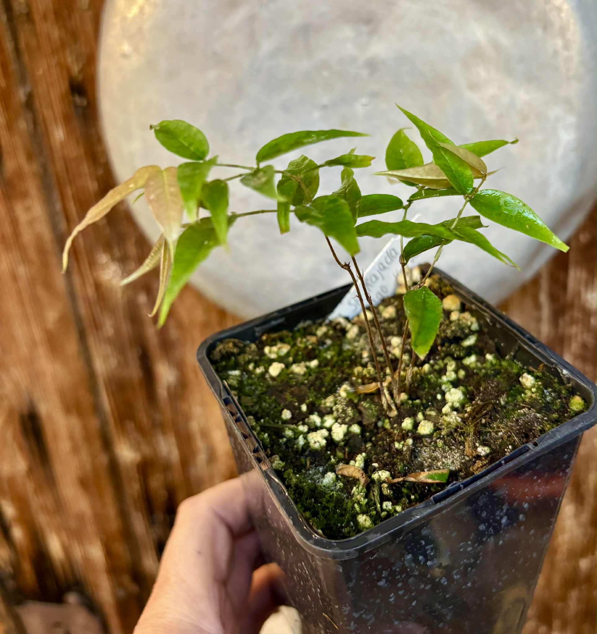 4 from one seed - Jaboticaba - Plinia sp Rajada Cabo longo verde - 1 potted seedling / 1 getopfter Sämling 4 from one seed - Jaboticaba - Plinia sp Rajada Cabo longo verde - 1 potted seedling / 1 getopfter Sämling