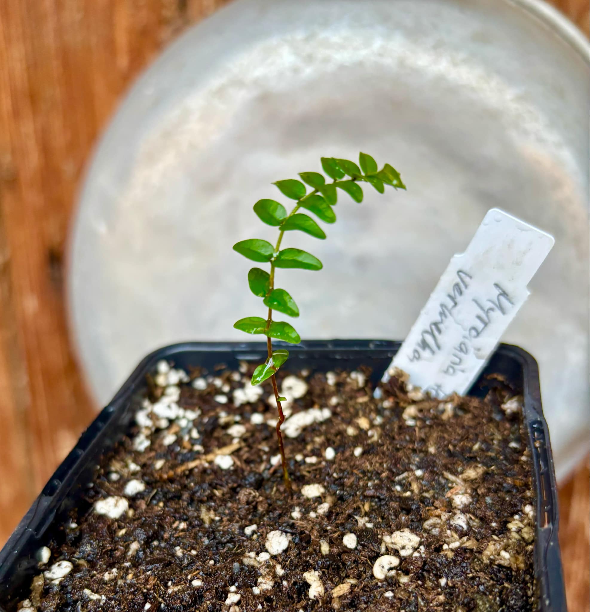 Myrciaria tenella vermelha  - 1 small potted seedling / 1 kleiner, getopfter Sämling