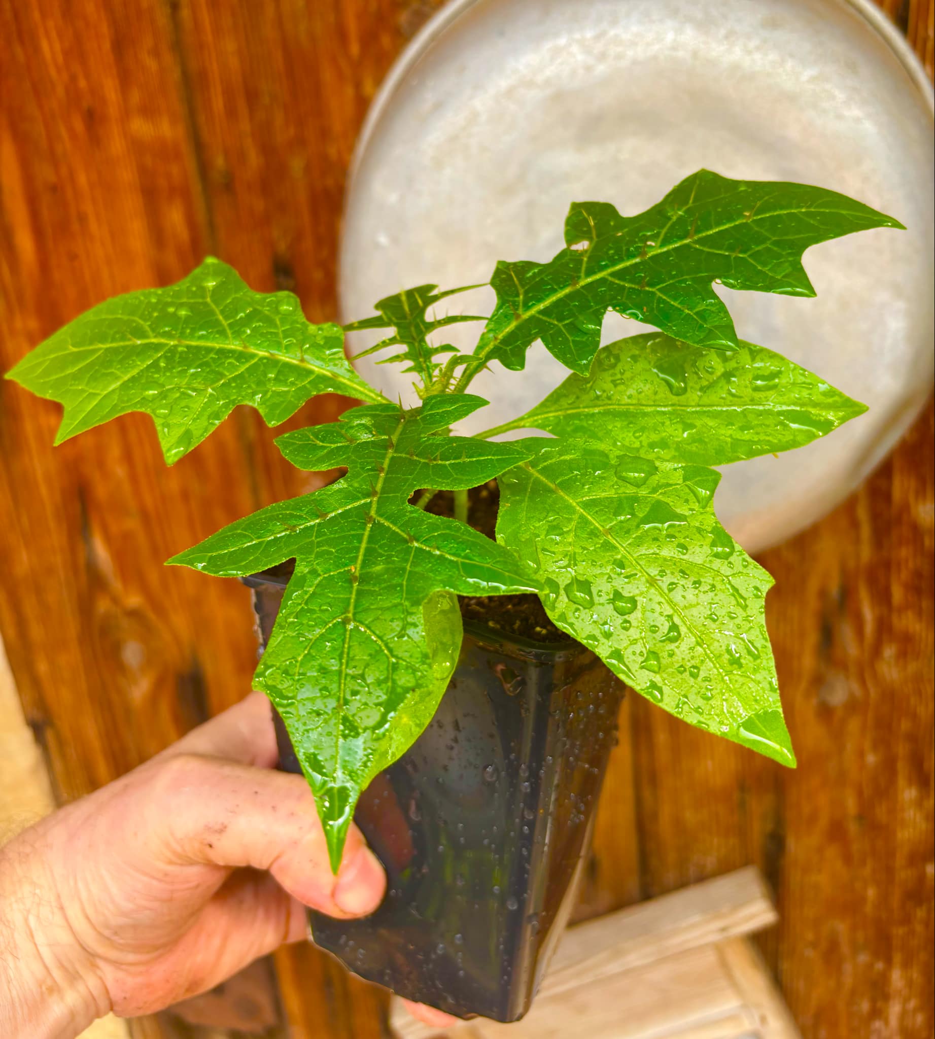 Solanum schizandrum - 1 small, potted seedling / 1 kleiner, getopfter Sämling