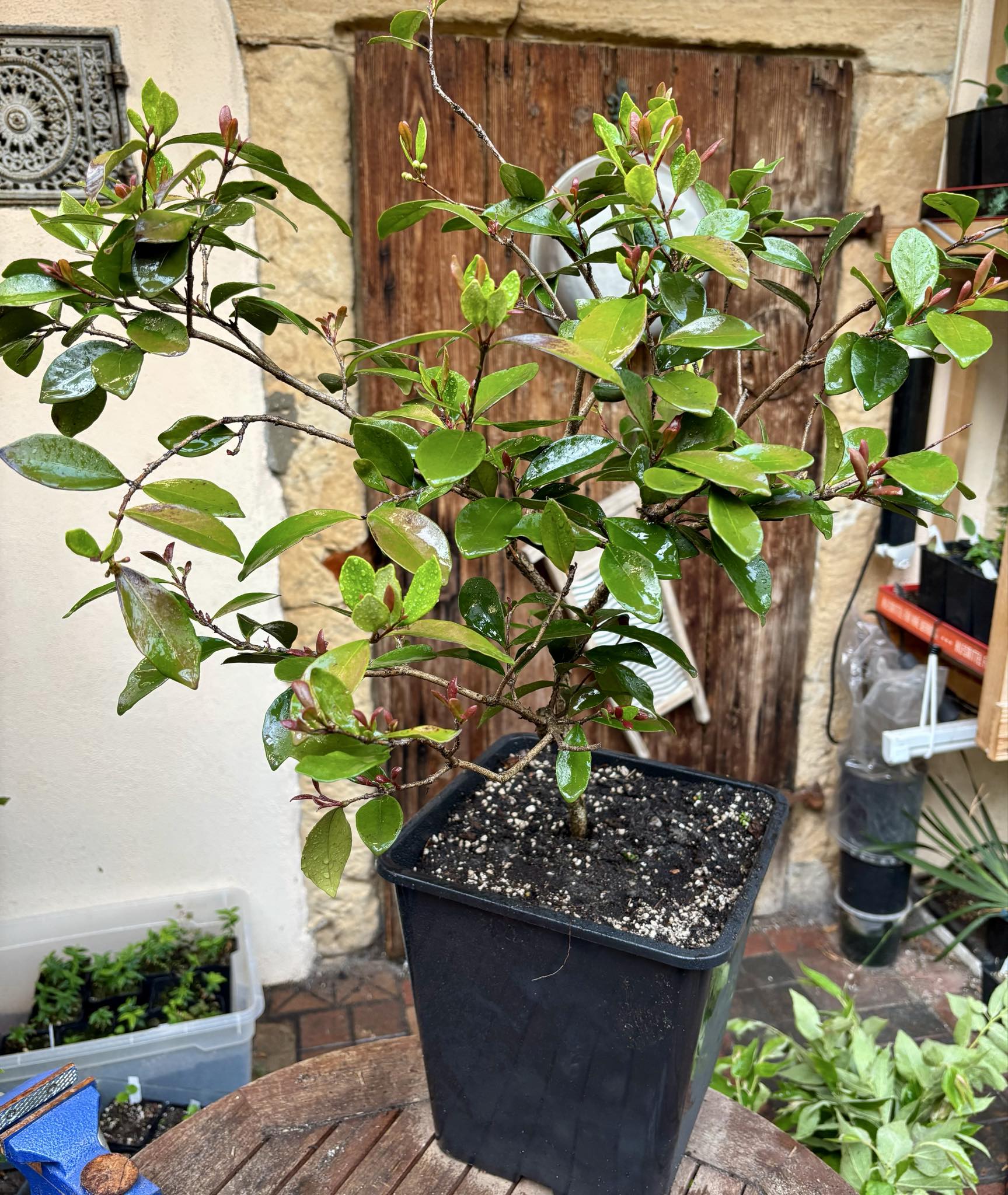 6 years old - Cedar Bay Cherry (Eugenia reinwardtiana) - 1 potted plant / 1 getopfte Pflanze
