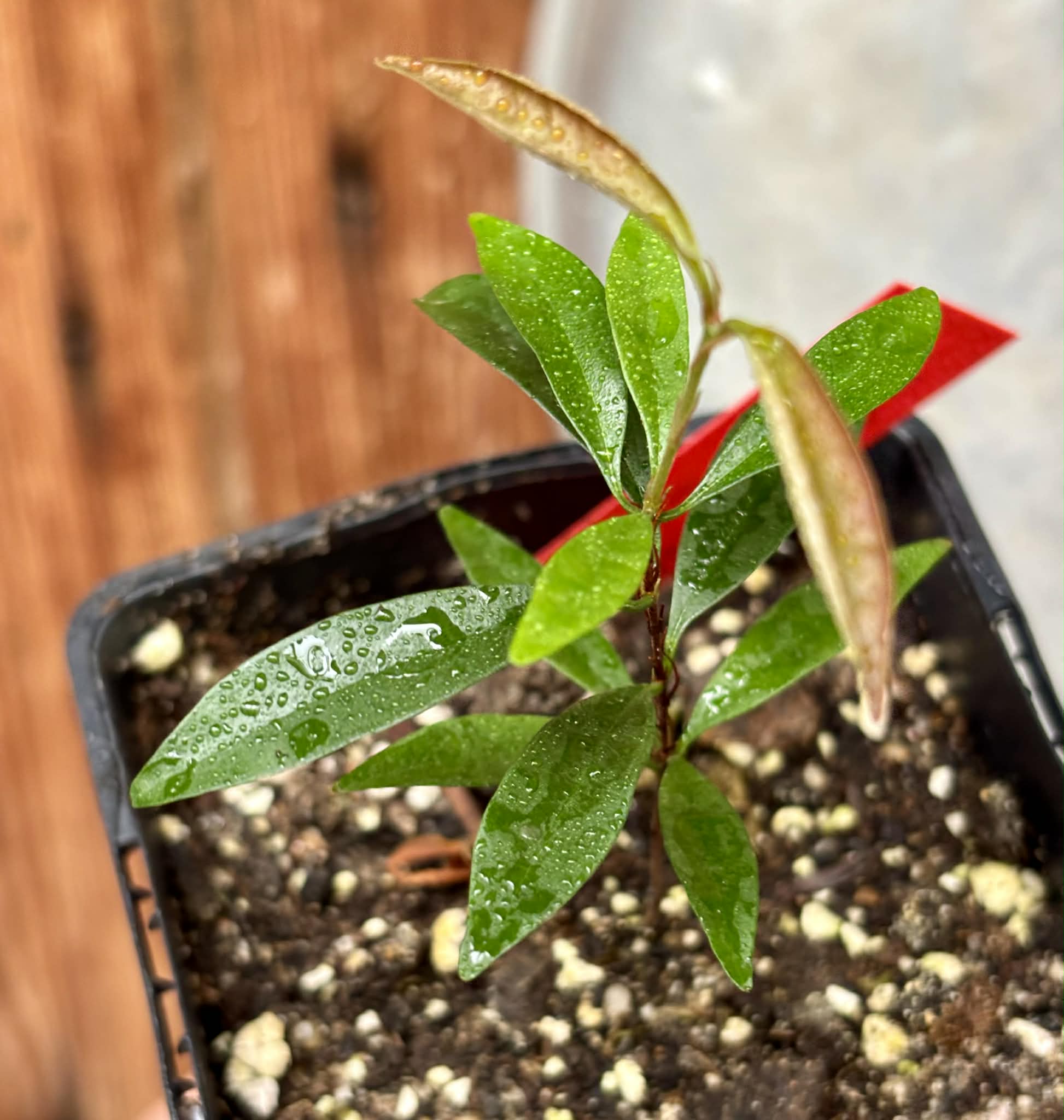 Eugenia sp Itacare vermelha -  1 potted seedling / 1 getopfter Sämling