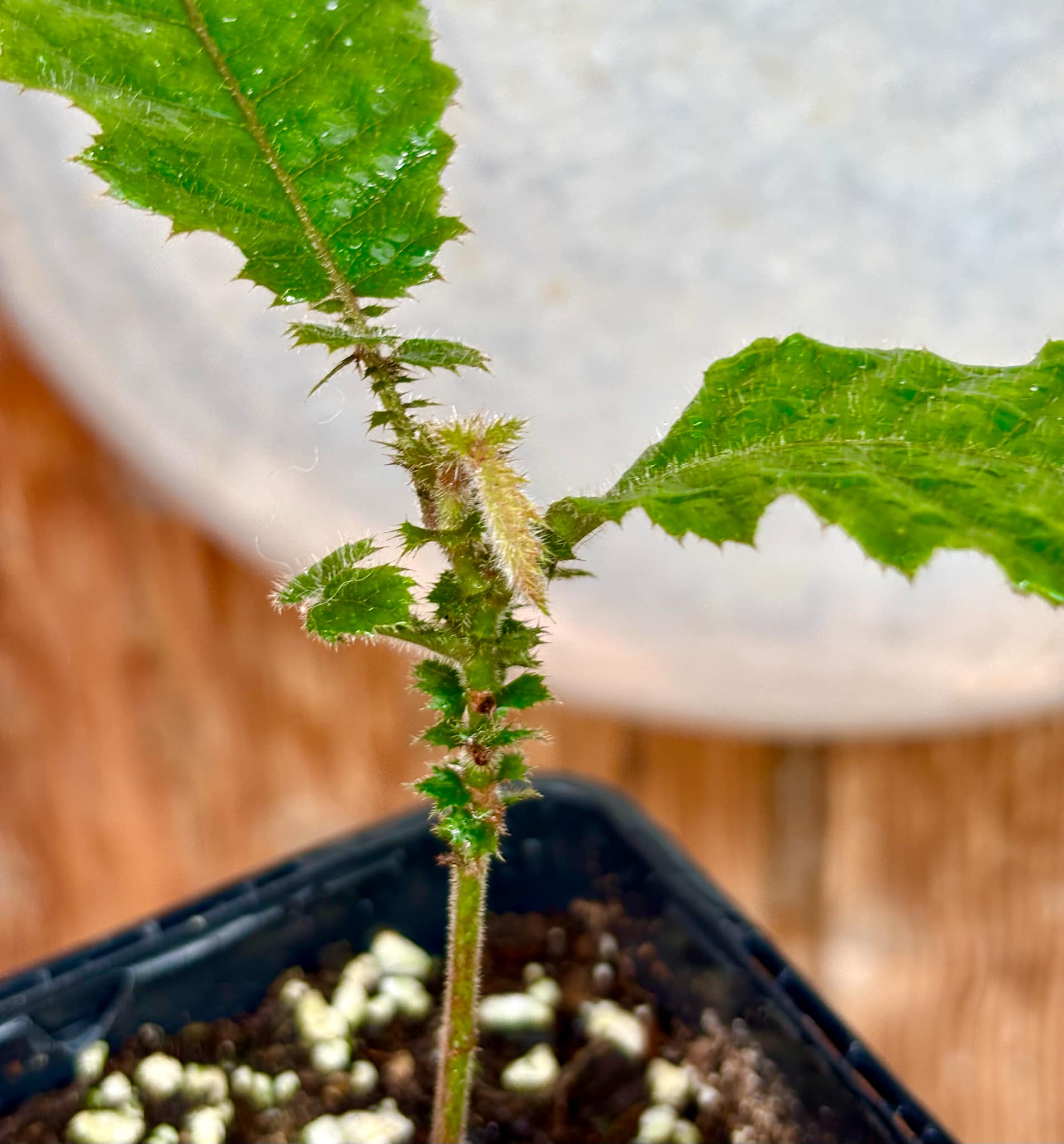 Davidson Plum (Davidsonia jerseyana) - 1 potted plant / 1 getopfte Pflanze