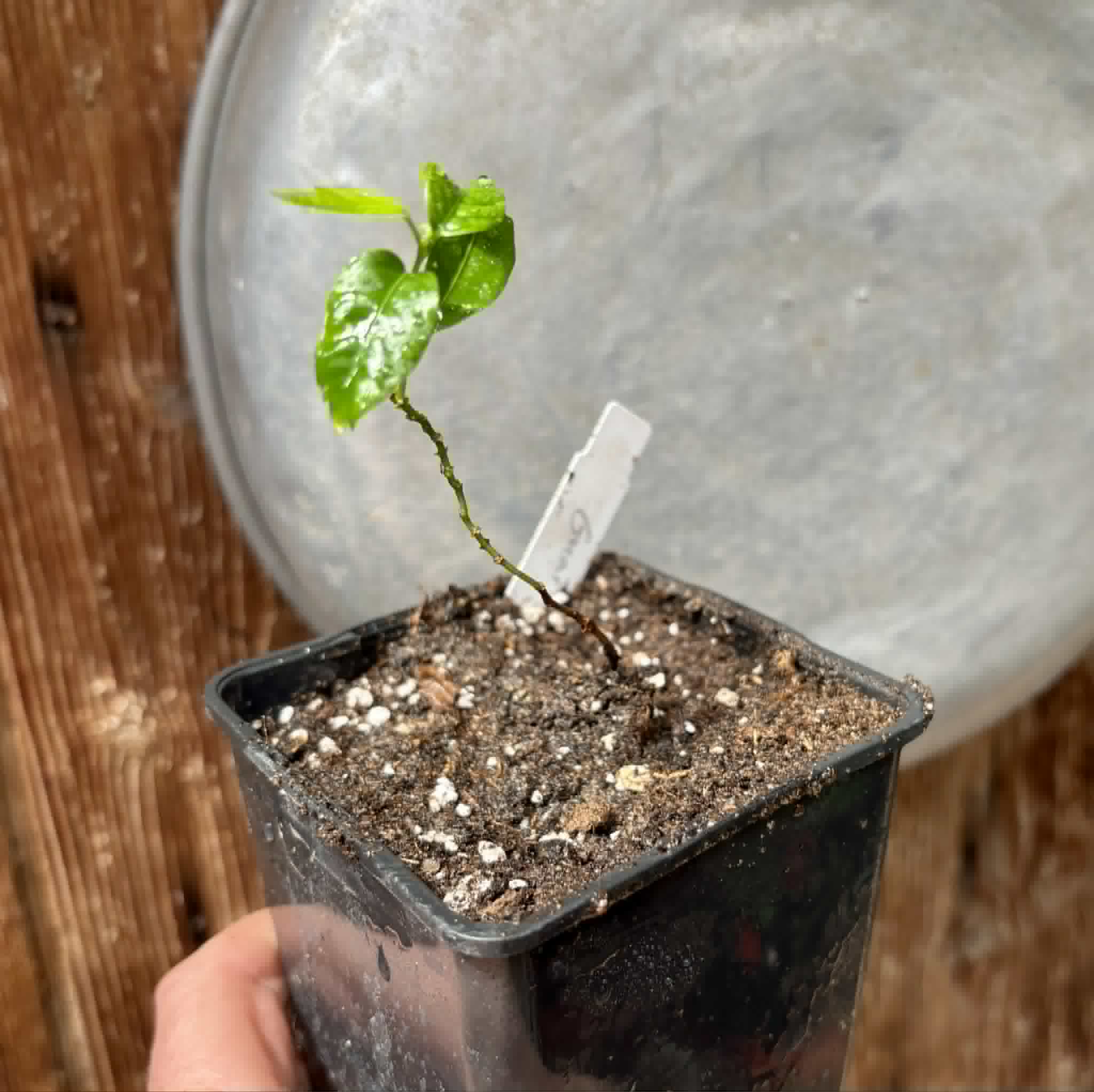 Guaraná (Paullinia cupana) - 1 small potted seedling / 1 kleiner, getopfter Sämling